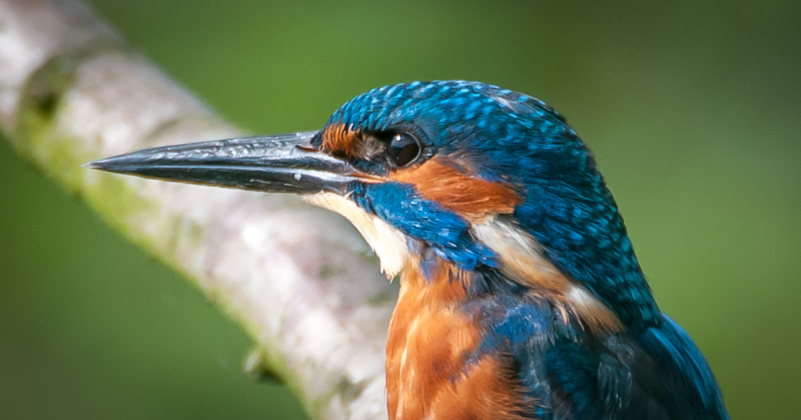 Sigma 150-600mm F5-6.3 DG OS HSM | C sample photo. United colours of nature photography
