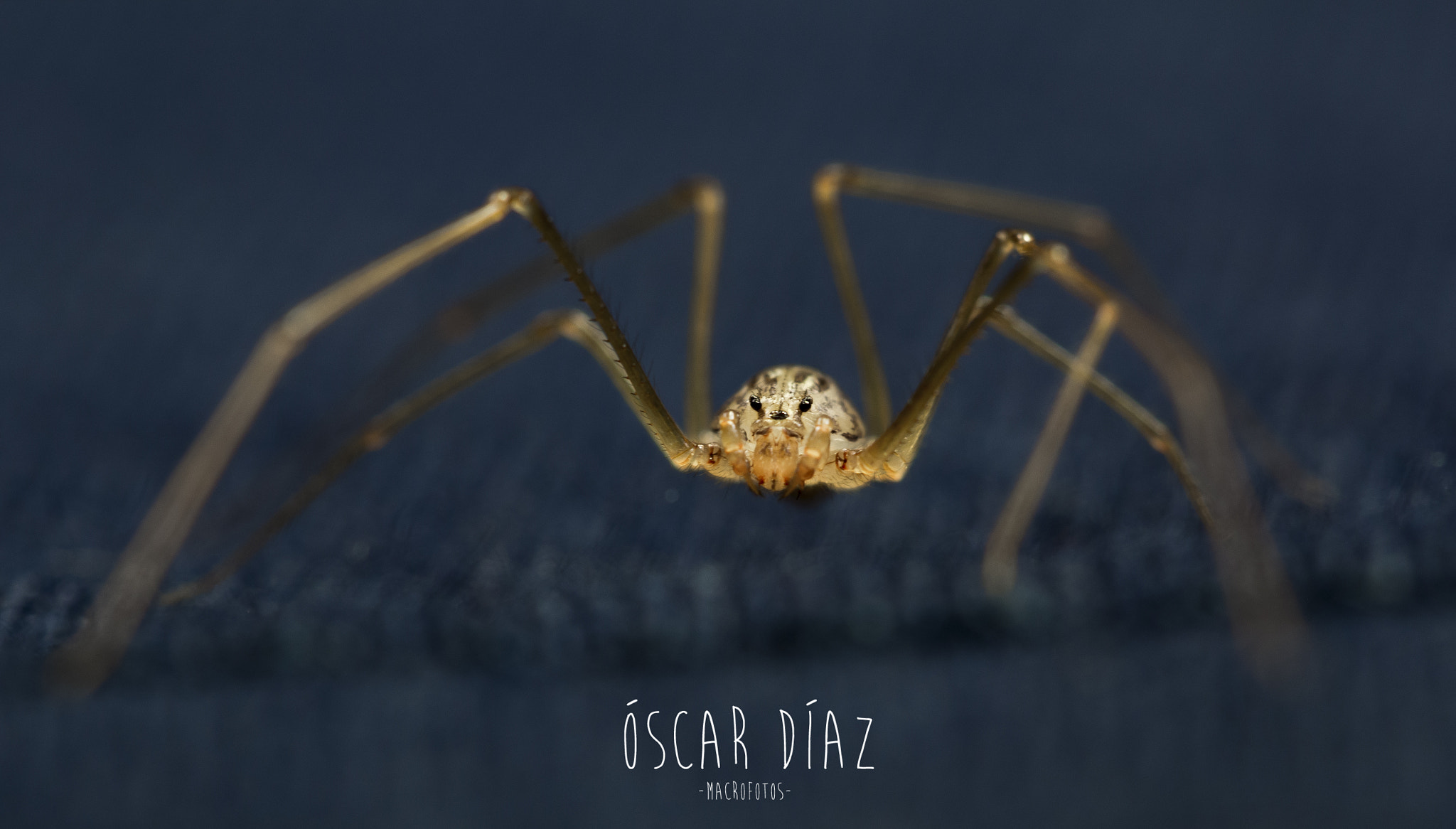 Canon EOS 60D + Canon EF 100mm F2.8L Macro IS USM sample photo. Araña de andar por casa photography