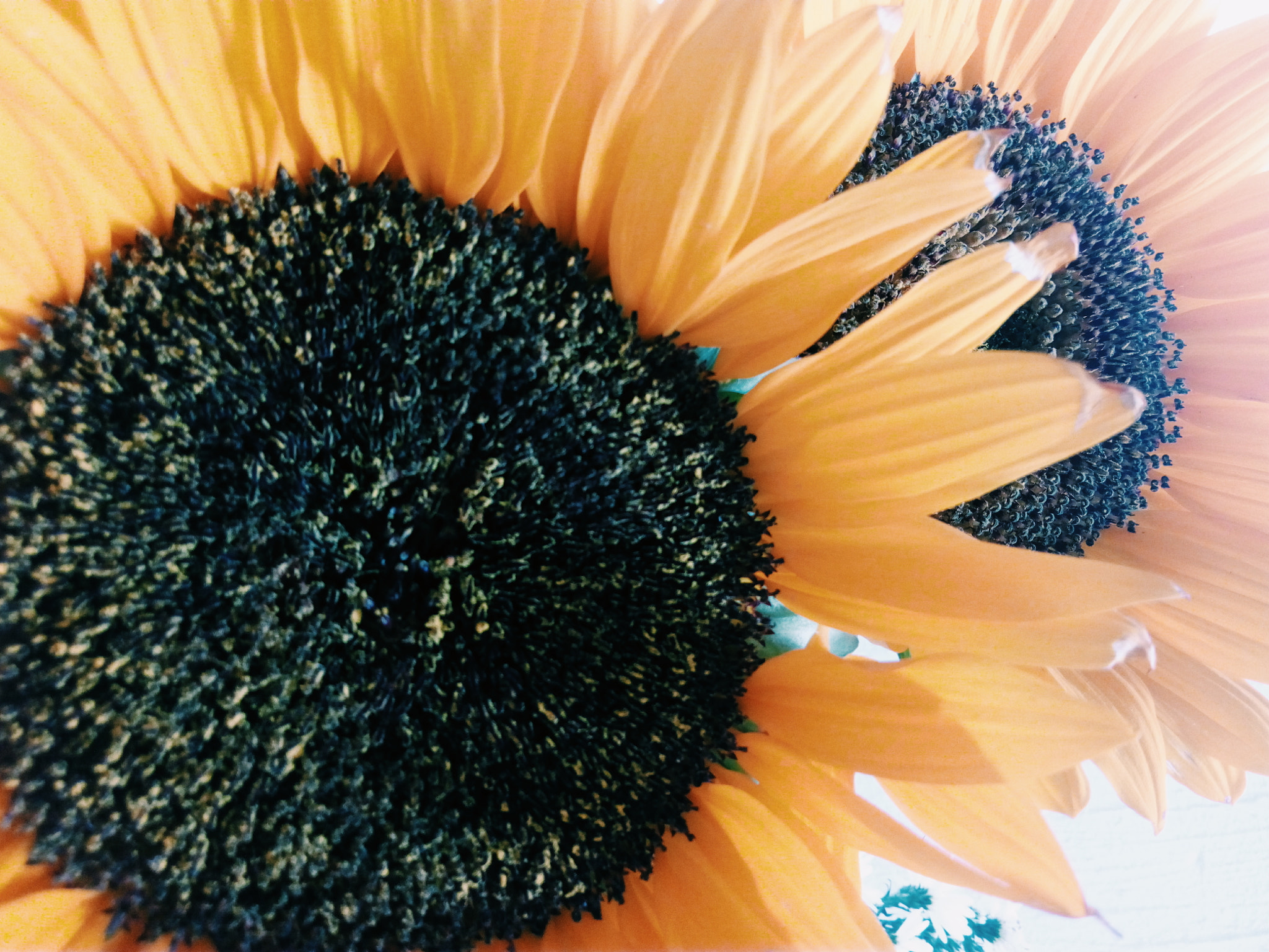 ZTE BLADE V6 sample photo