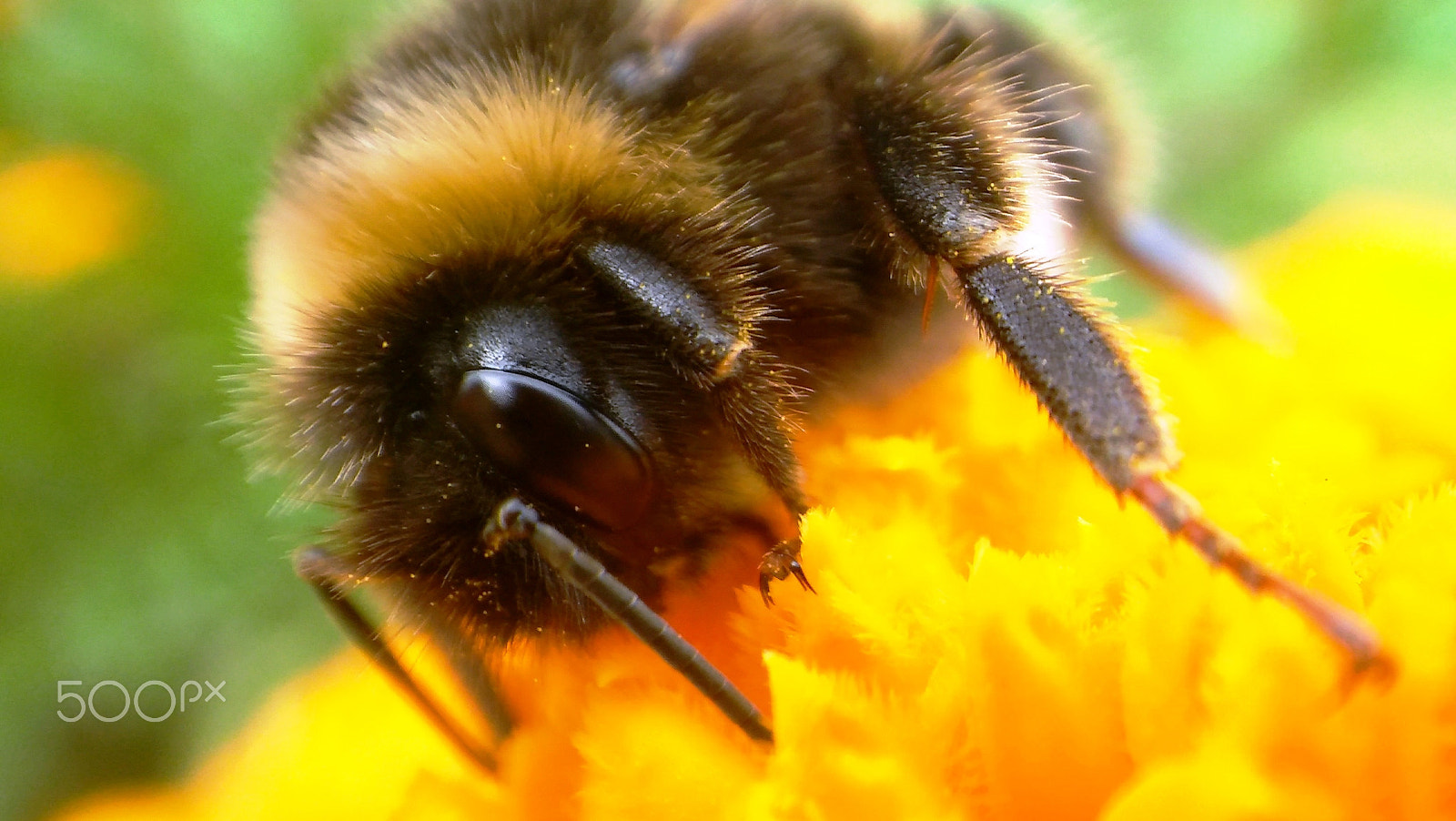 LG SPIRIT 4G LTE sample photo. Bumblebee photography