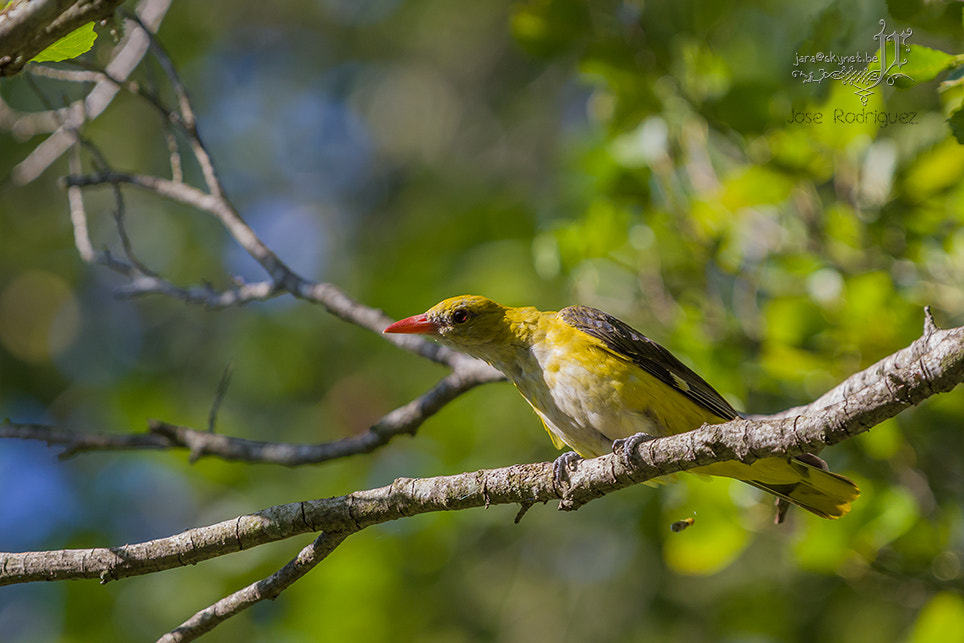 Canon EOS 7D Mark II + Canon EF 300mm F2.8L IS USM sample photo. Loriot_a7a9959 photography