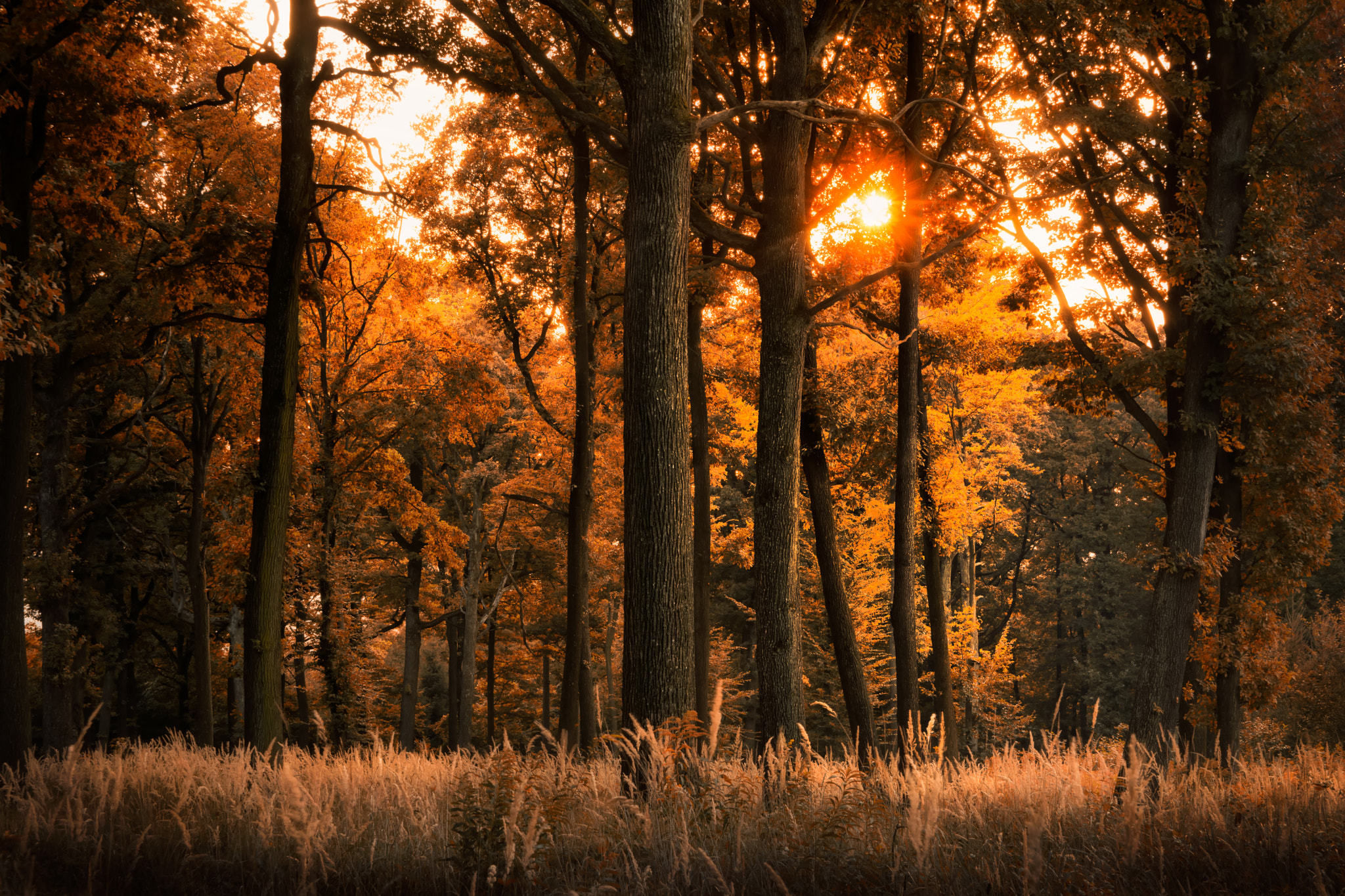 Nikon D7100 + Sigma 18-50mm F2.8 EX DC sample photo. Calm orange photography