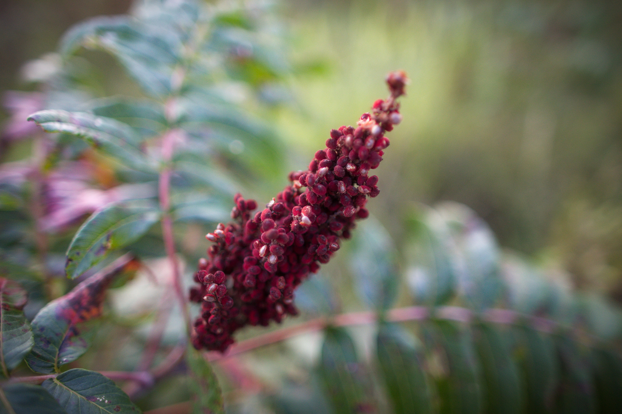 Canon EOS 6D + Canon EF 24mm f/1.4L sample photo. Smooth sumac photography