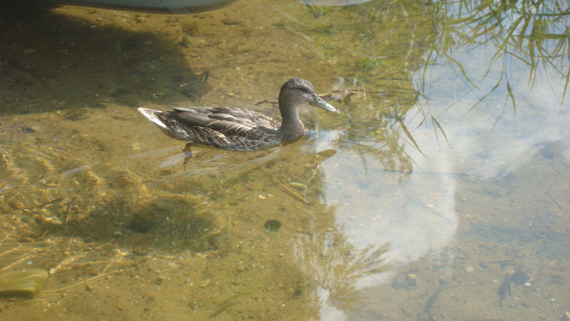 Sony DSC-W200 sample photo. Dug on water. photography