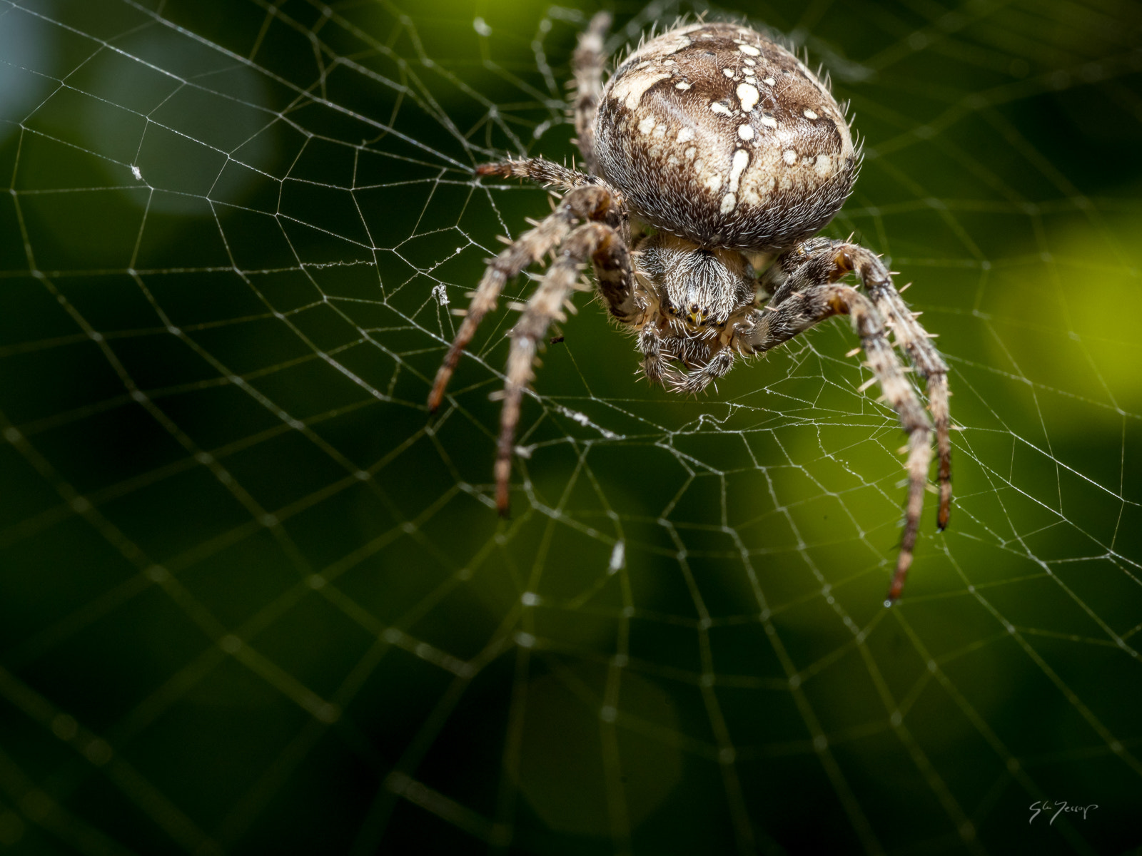 Panasonic Leica DG Macro-Elmarit 45mm F2.8 ASPH OIS sample photo. Garden spider photography