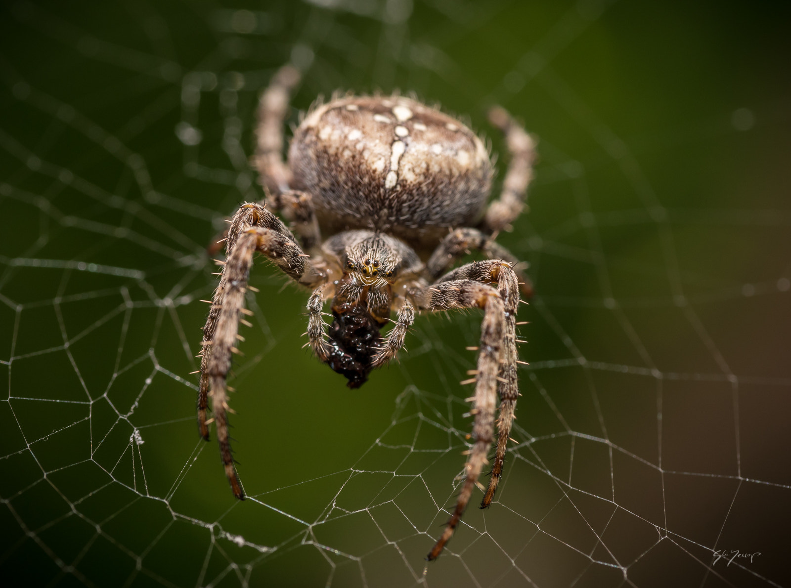 Panasonic Leica DG Macro-Elmarit 45mm F2.8 ASPH OIS sample photo. Garden spider photography