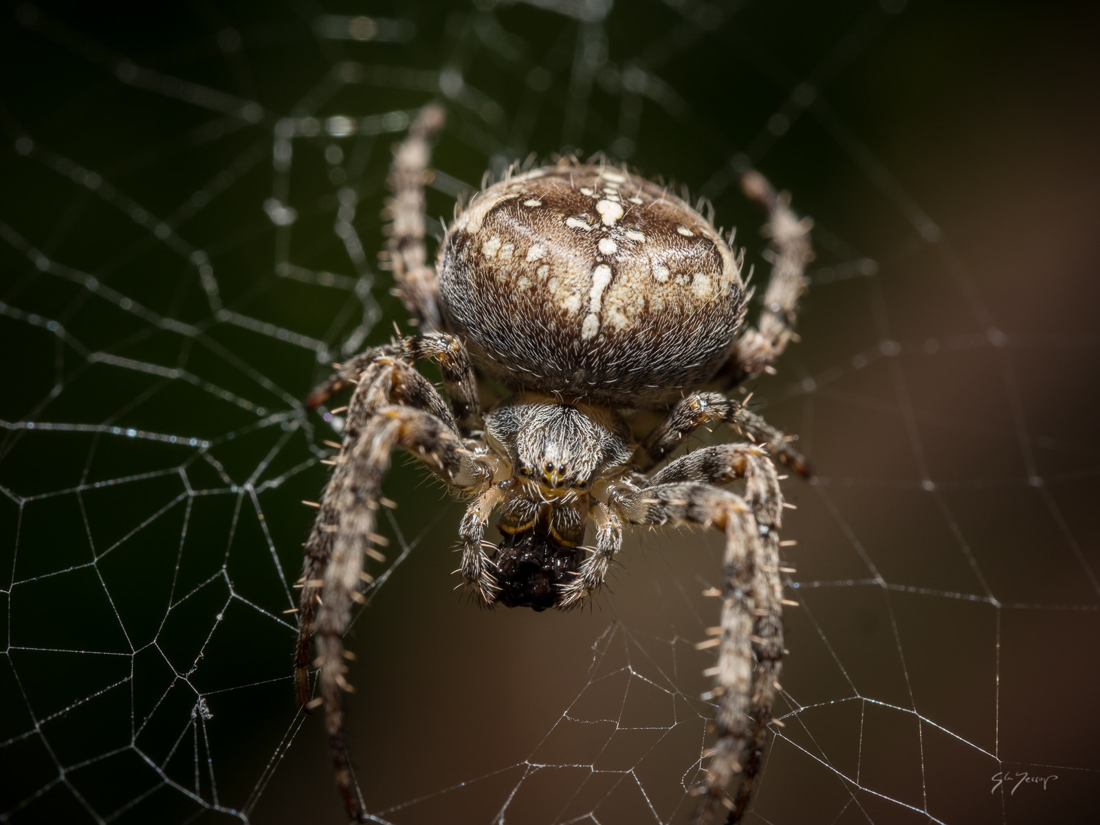 Panasonic Leica DG Macro-Elmarit 45mm F2.8 ASPH OIS sample photo. Garden spider photography