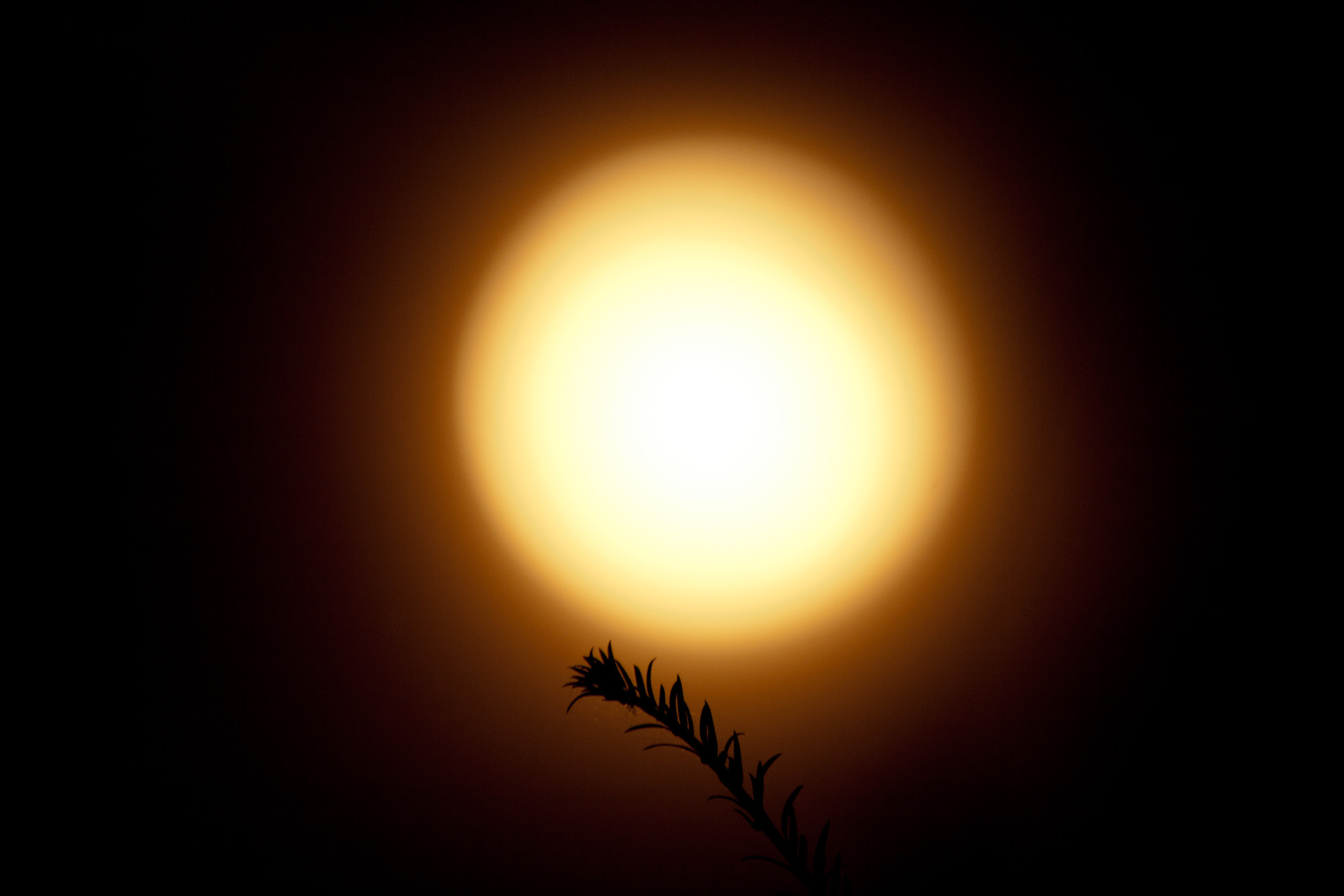 Canon EF 70-200mm F2.8L USM sample photo. I belong to you photography