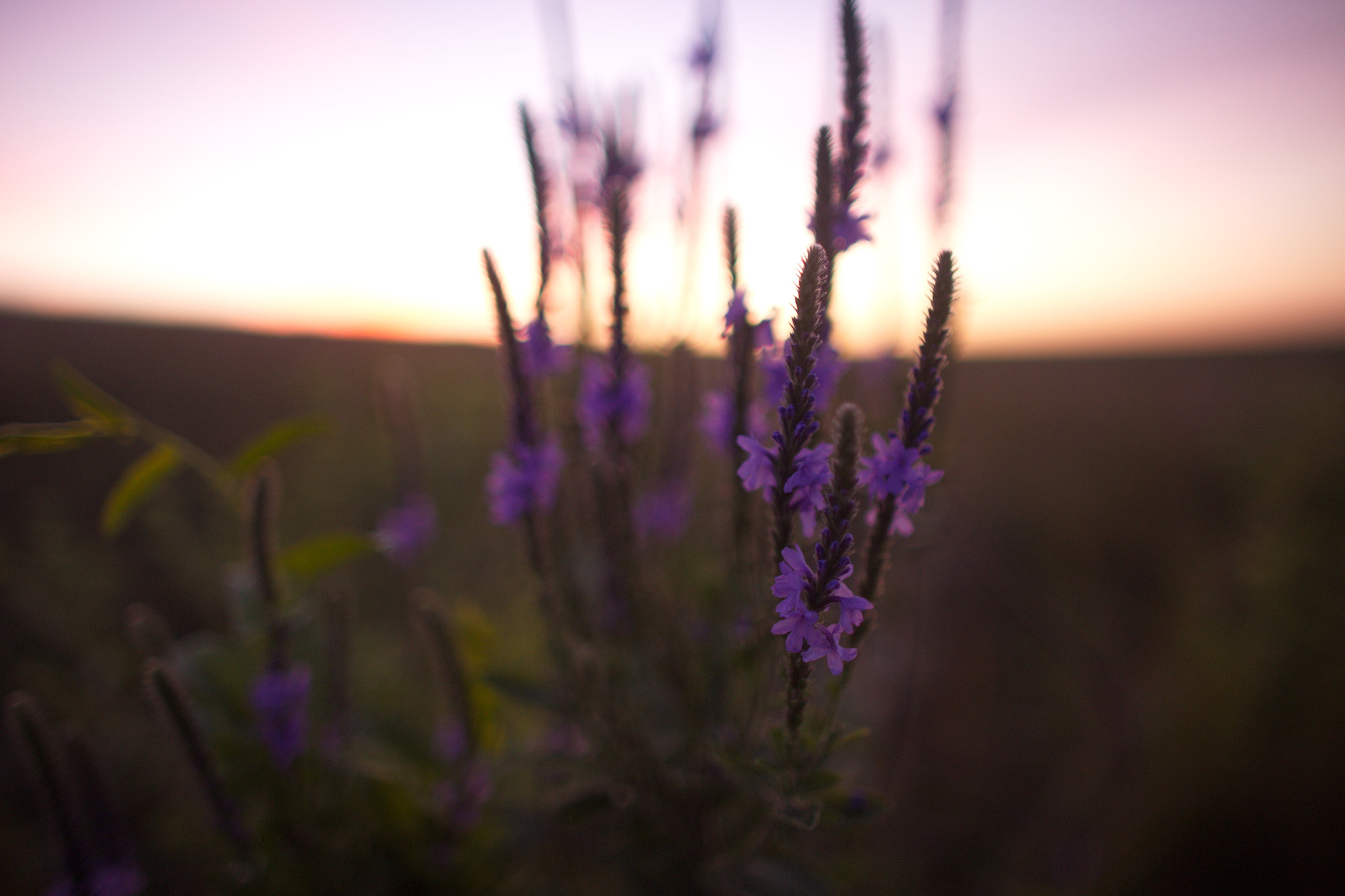 Canon EOS 6D + Canon EF 24mm f/1.4L sample photo. Purple loosestrife photography