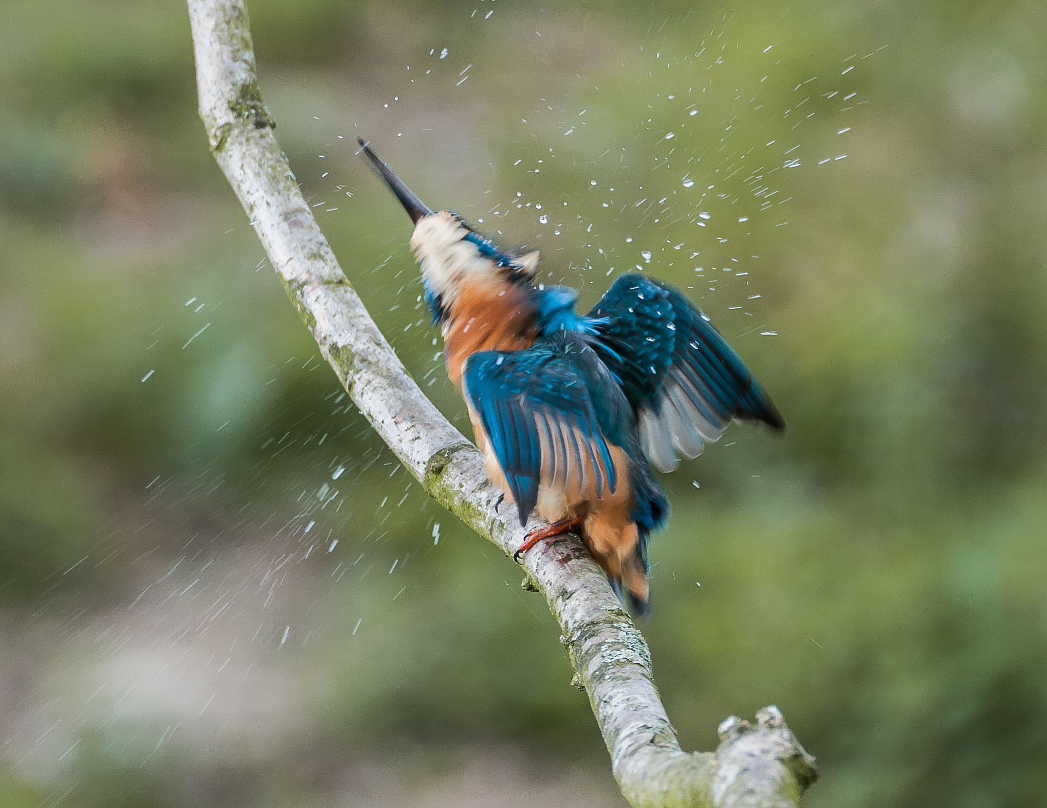 Sigma 150-600mm F5-6.3 DG OS HSM | C sample photo. Kingfisher, shaking photography