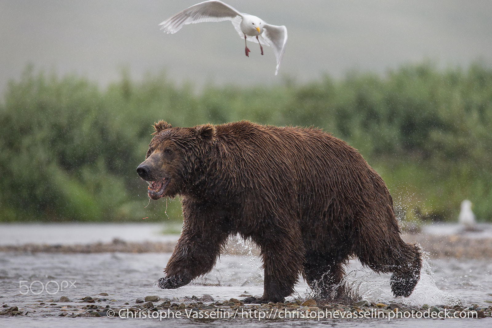 Canon EOS-1D X + Canon EF 200-400mm F4L IS USM Extender 1.4x sample photo. The grizzly bear and the gull photography