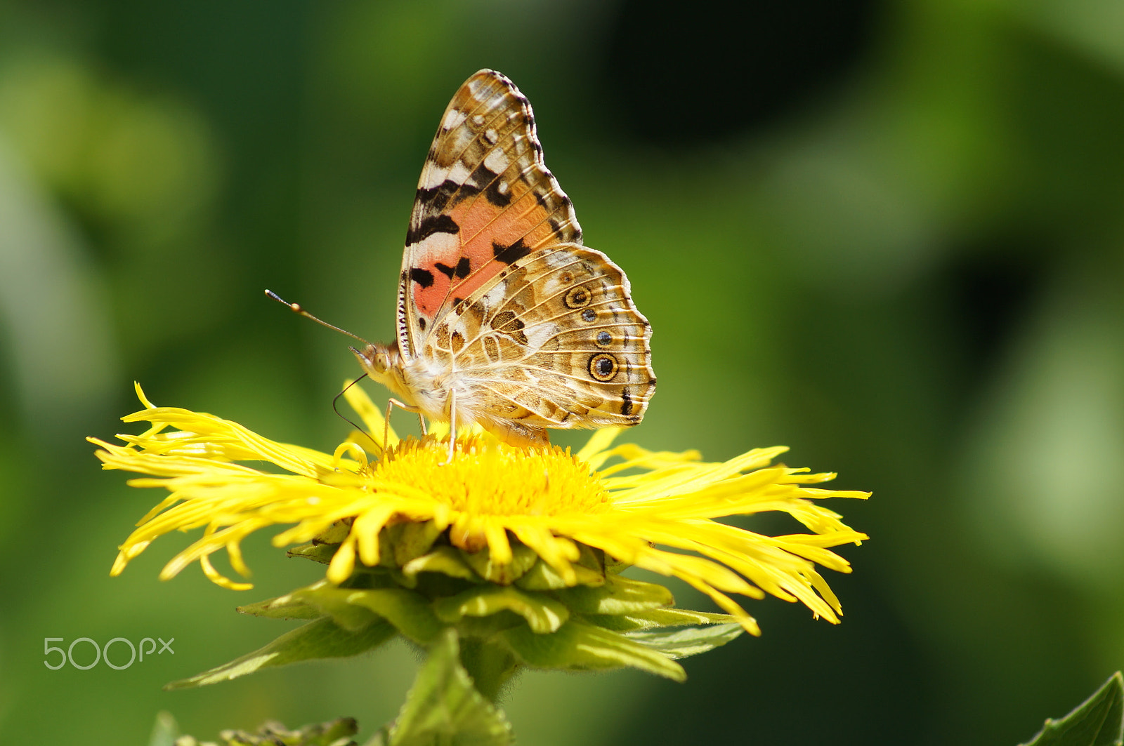 Sony 75-300mm F4.5-5.6 sample photo. A sunny place photography