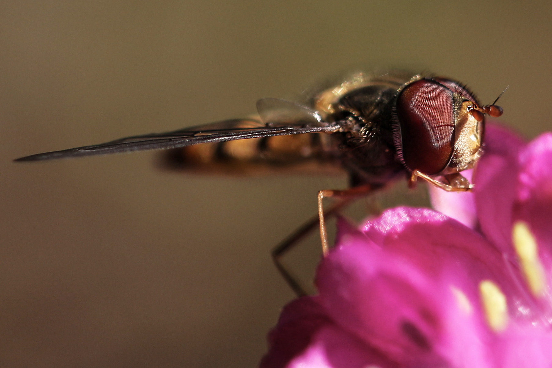 Canon EOS 700D (EOS Rebel T5i / EOS Kiss X7i) + Canon EF 100mm F2.8L Macro IS USM sample photo. Insekt photography
