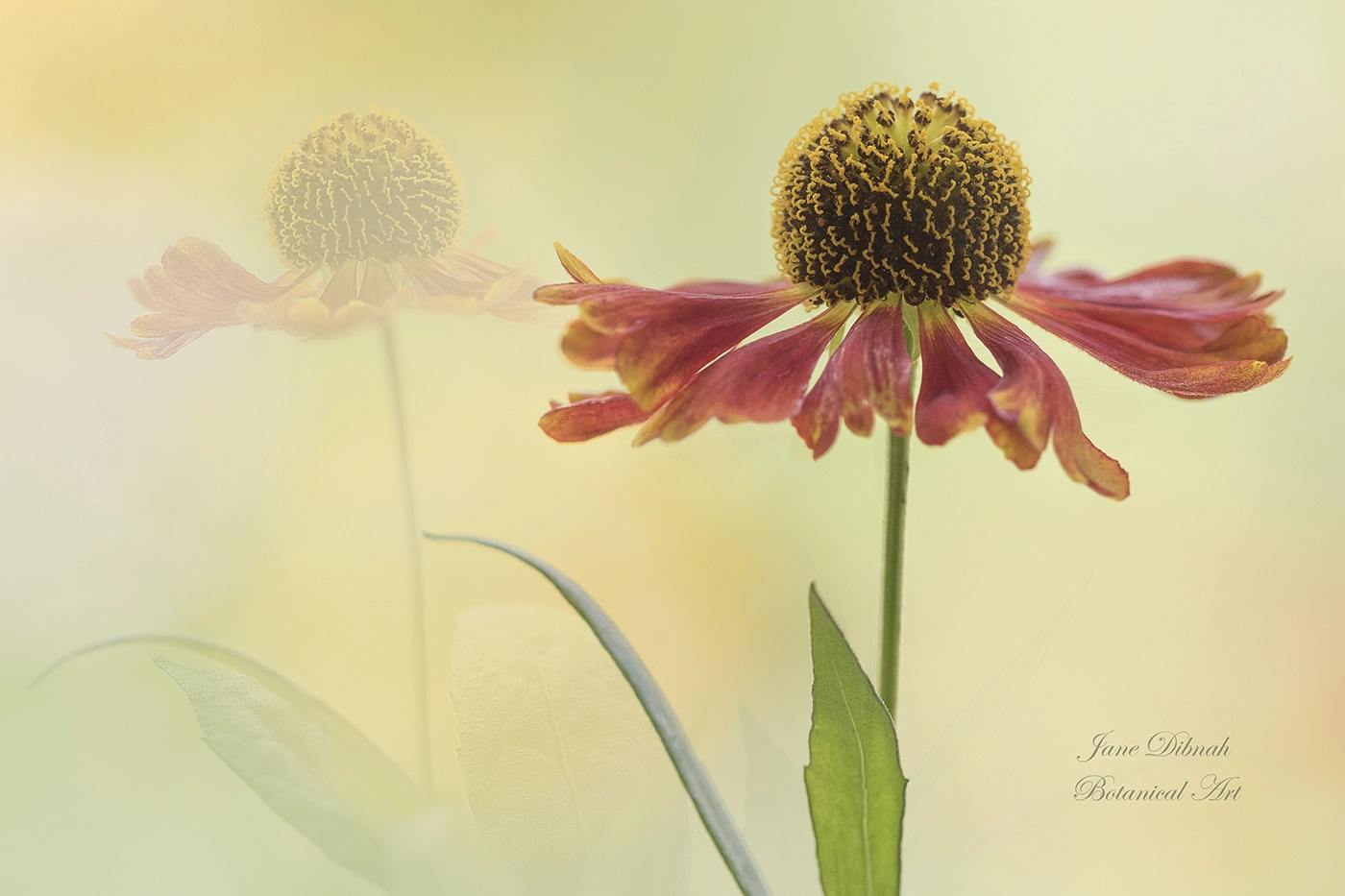 Canon EF 180mm F3.5L Macro USM sample photo. Helenium photography