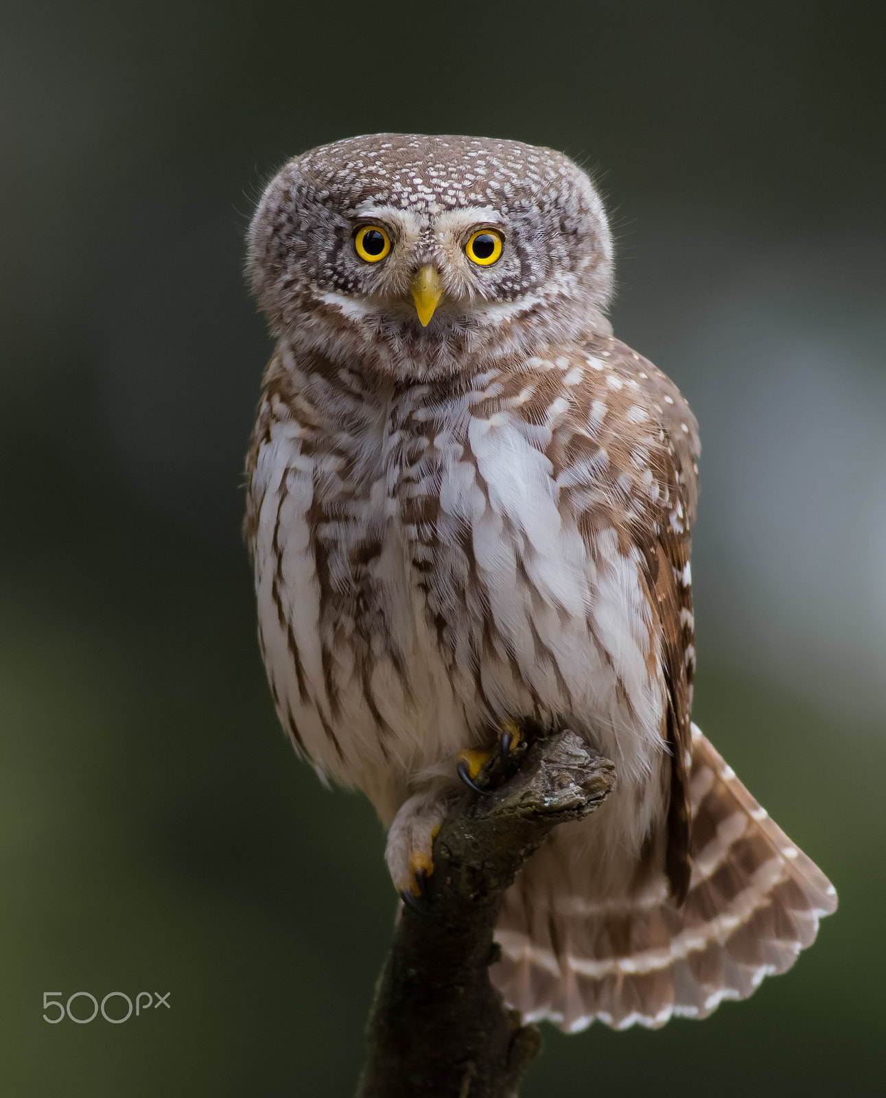 Canon EOS 6D sample photo. Žvirblinė pelėda (glaucidium passerinum) pygmy owl photography