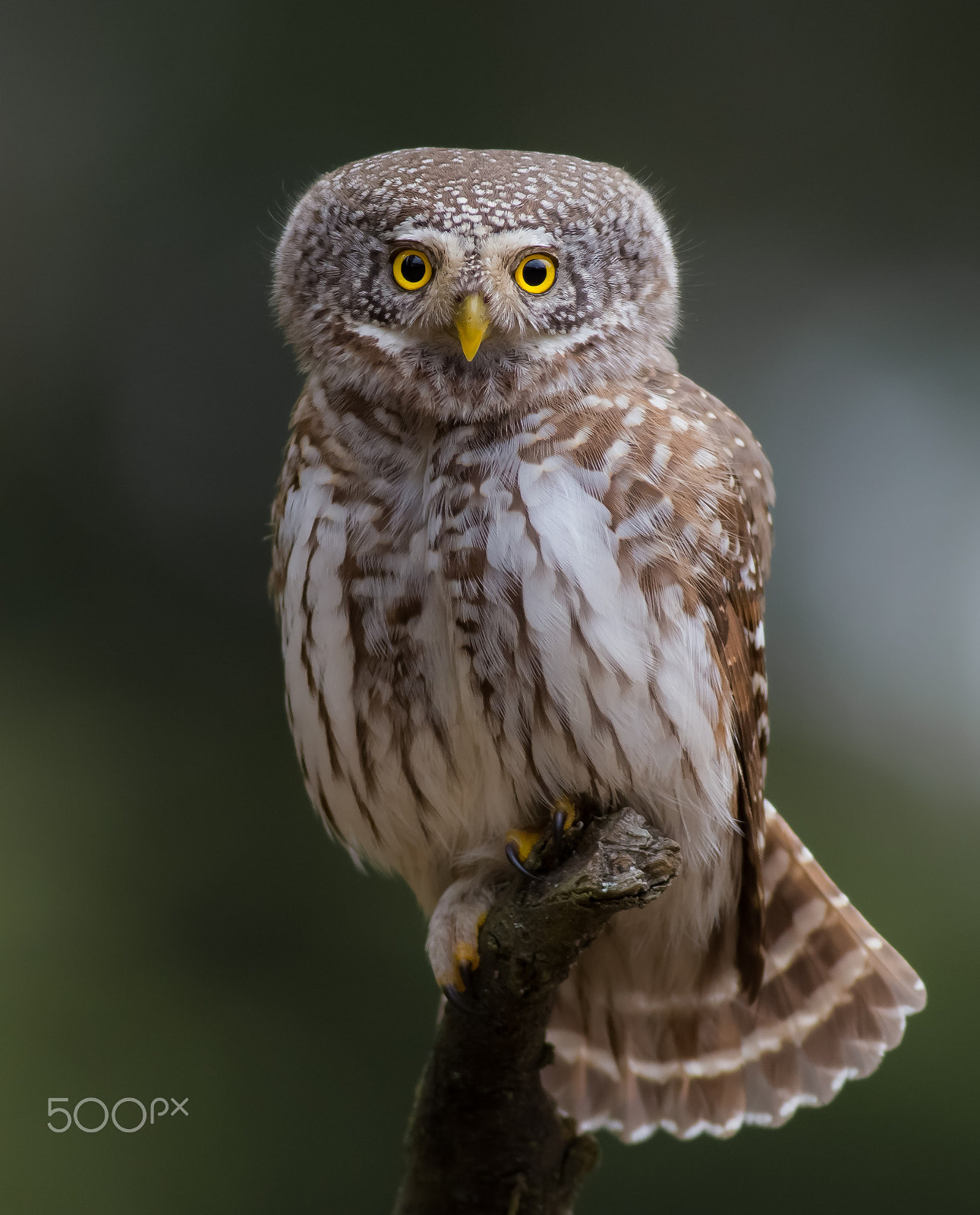 Canon EOS 6D + Canon EF 400mm F5.6L USM sample photo. Žvirblinė pelėda (glaucidium passerinum) pygmy owl photography