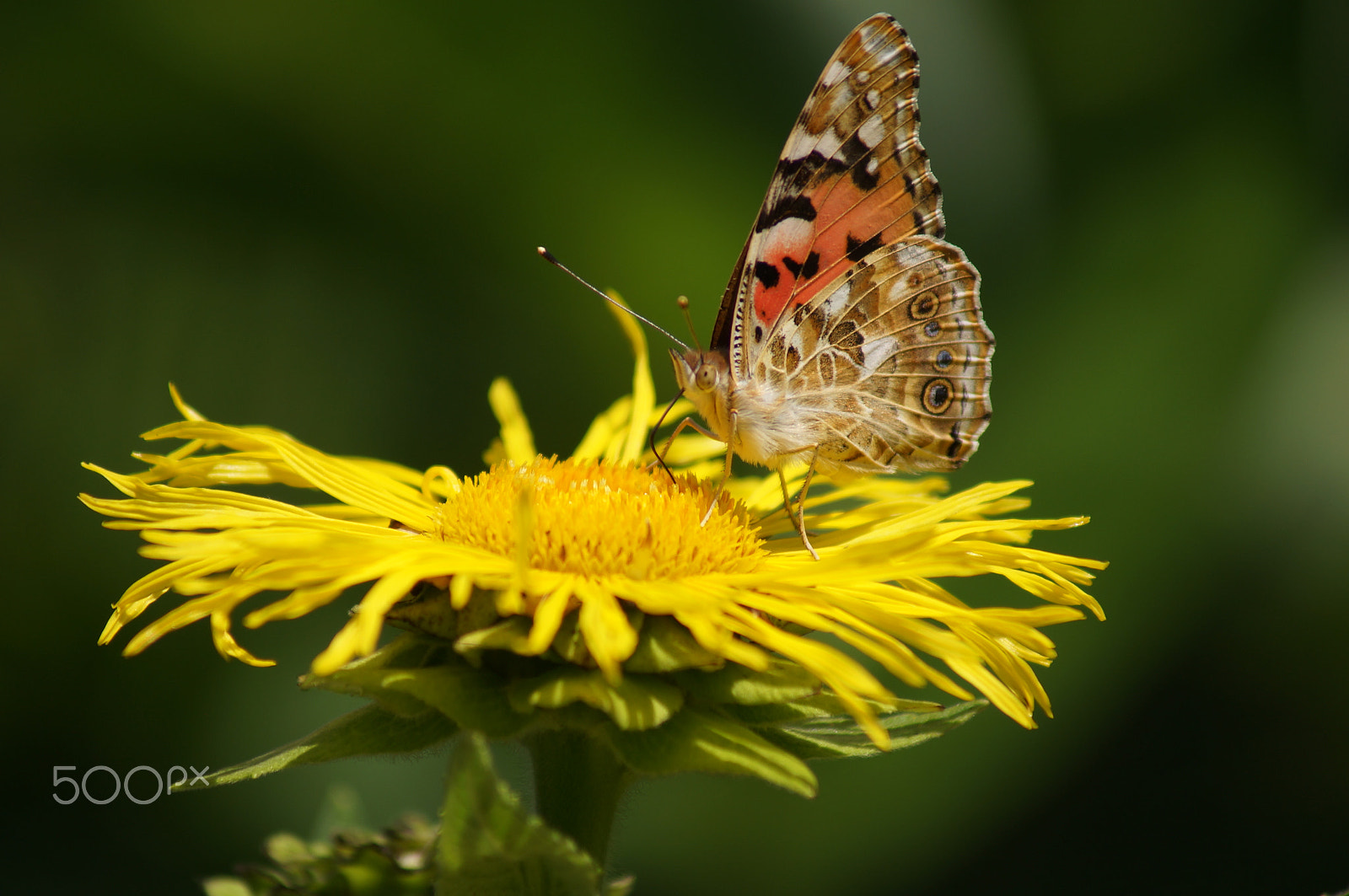 Sony 75-300mm F4.5-5.6 sample photo. A sunny place ii photography