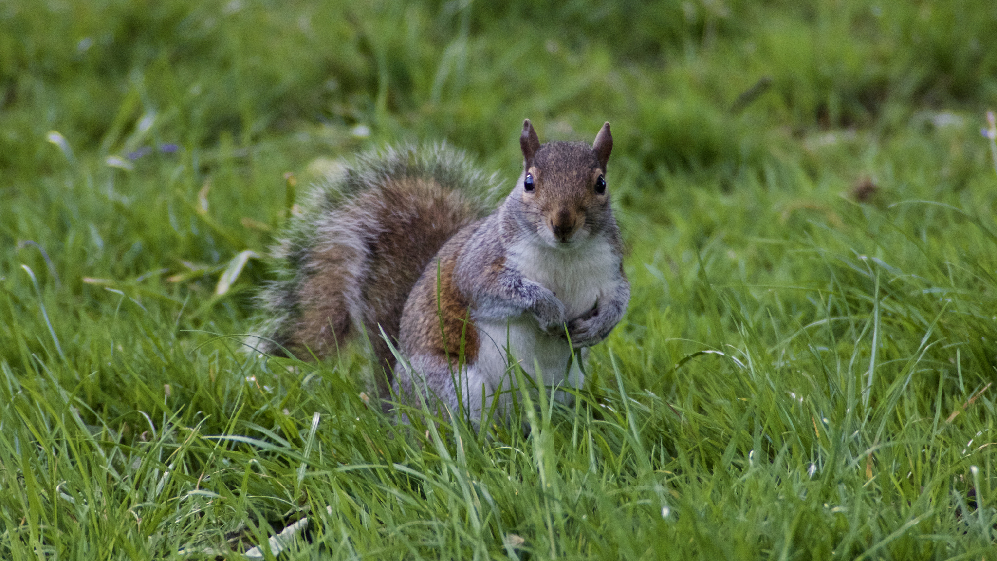 Tamron AF 28-200mm F3.8-5.6 XR Di Aspherical (IF) Macro sample photo. Squirrel photography