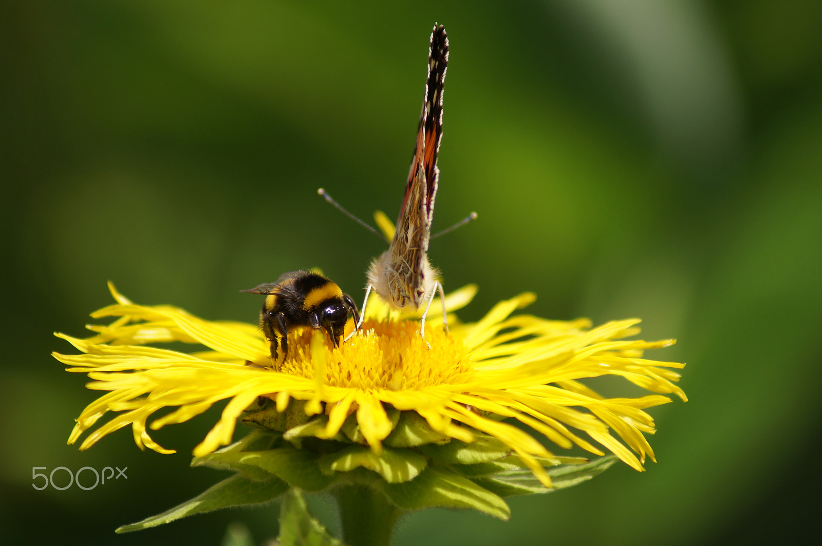 Sony 75-300mm F4.5-5.6 sample photo. Rushhour on the flower photography