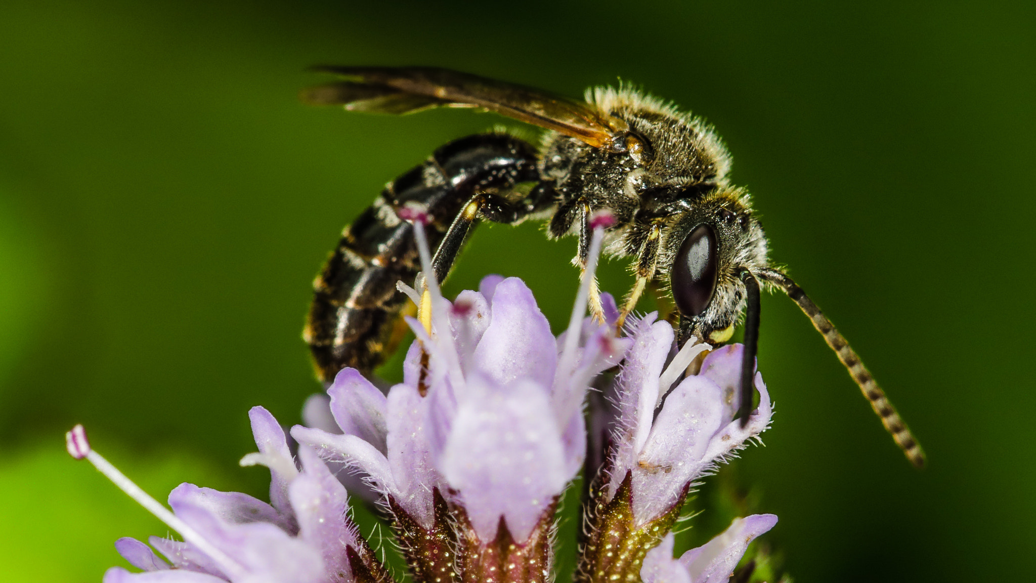 Canon EF 100mm F2.8L Macro IS USM sample photo. A friendly bee photography