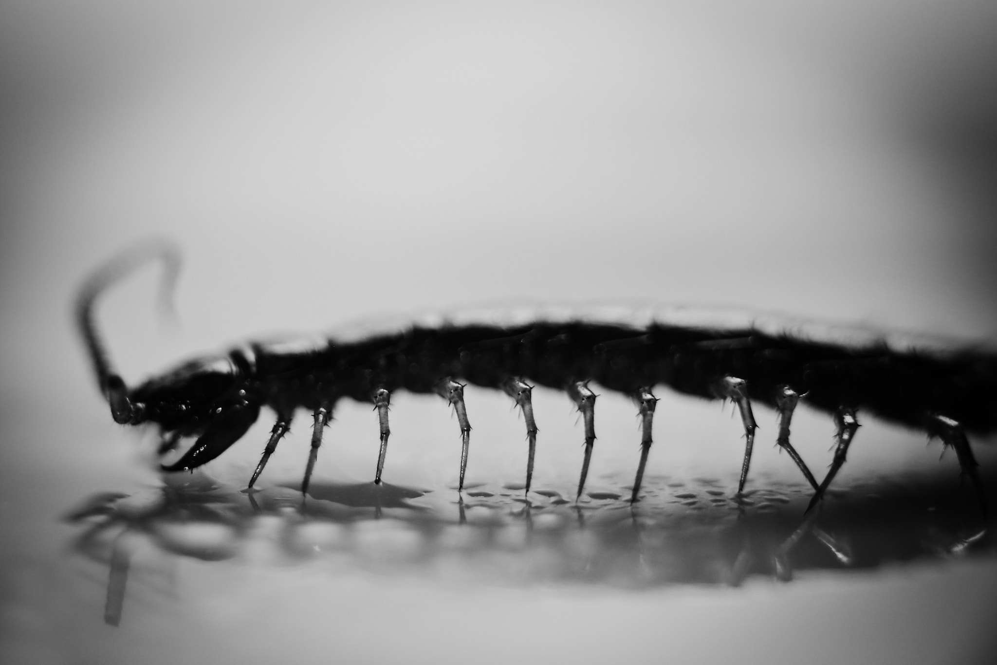 Canon EOS 6D sample photo. Leggy bug photography