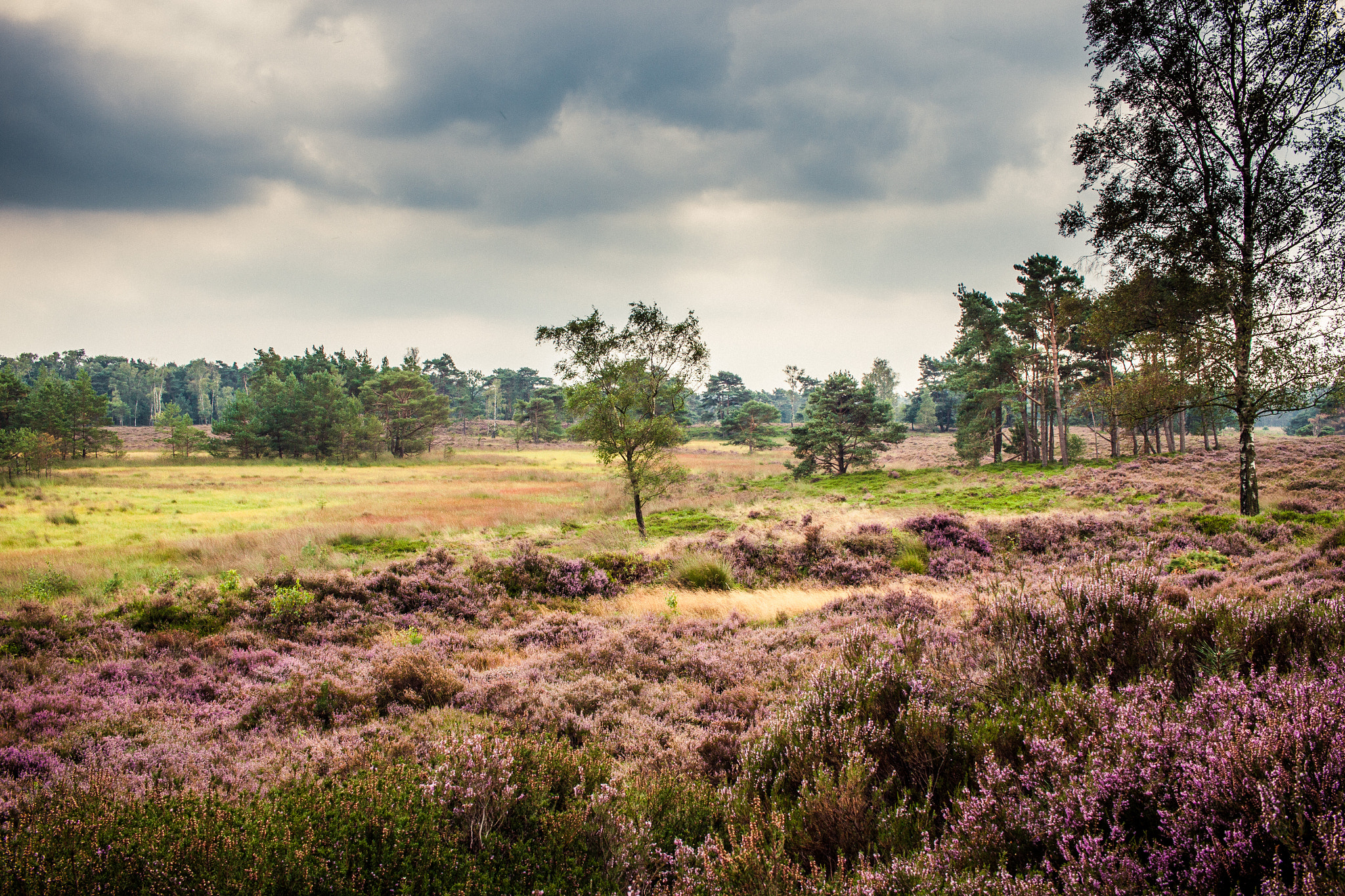 Canon EF-S 24mm F2.8 STM sample photo. Cloudy heatherlandscape photography