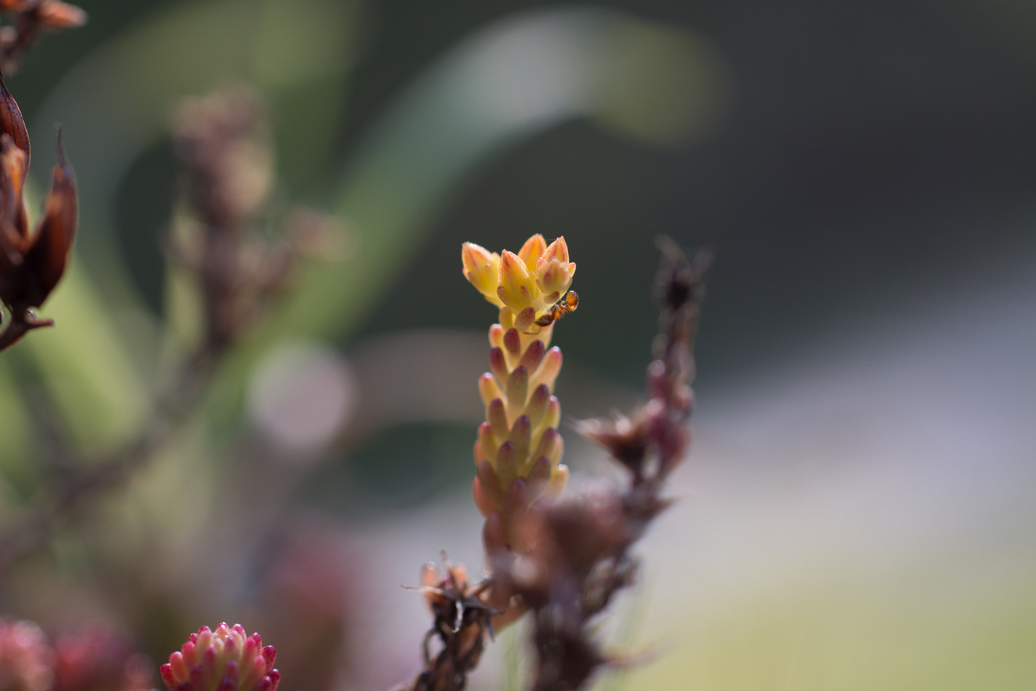 Canon EOS 70D + Sigma 50mm f/2.8 EX sample photo. Little ant photography