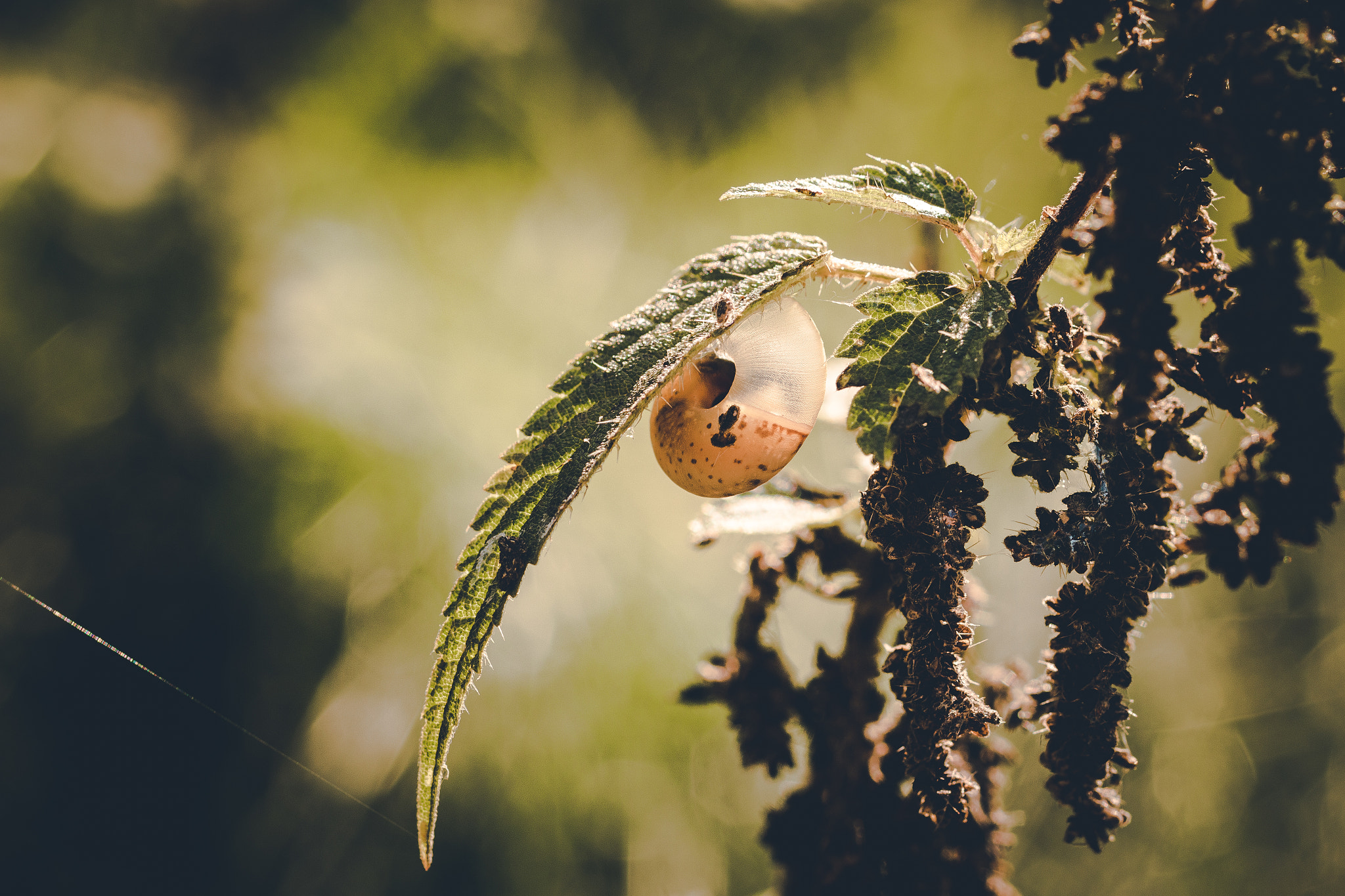 Canon EOS 70D + Sigma 50mm f/2.8 EX sample photo. Sleeping snail photography