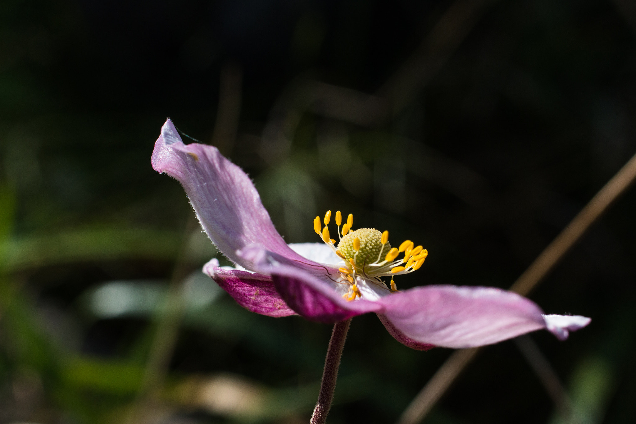 Canon EOS 70D + Sigma 50mm f/2.8 EX sample photo. Open for the sun photography