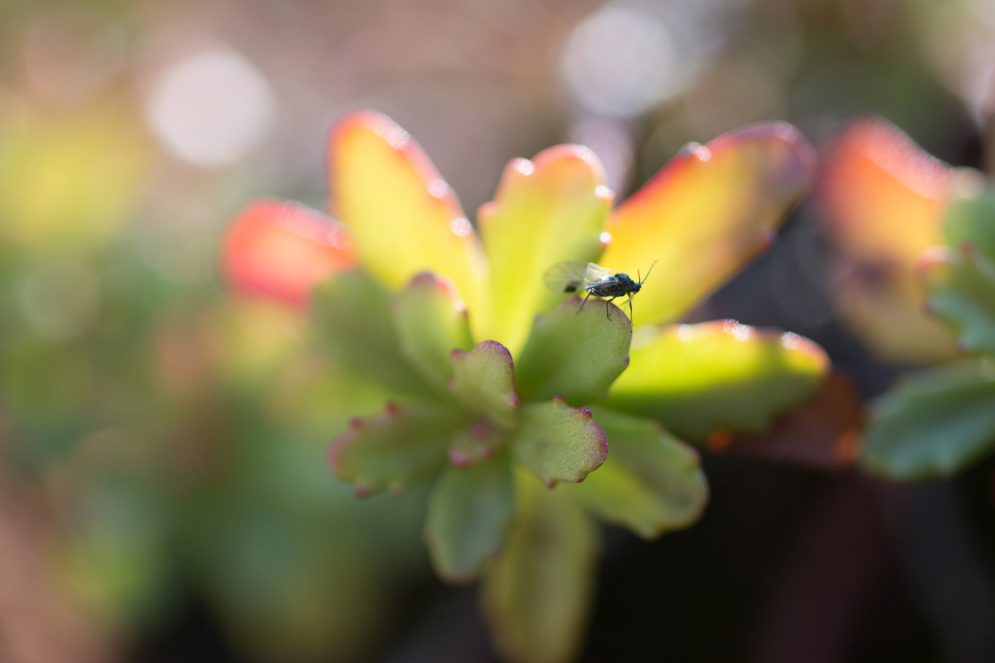 Canon EOS 70D + Sigma 50mm f/2.8 EX sample photo. Look! photography