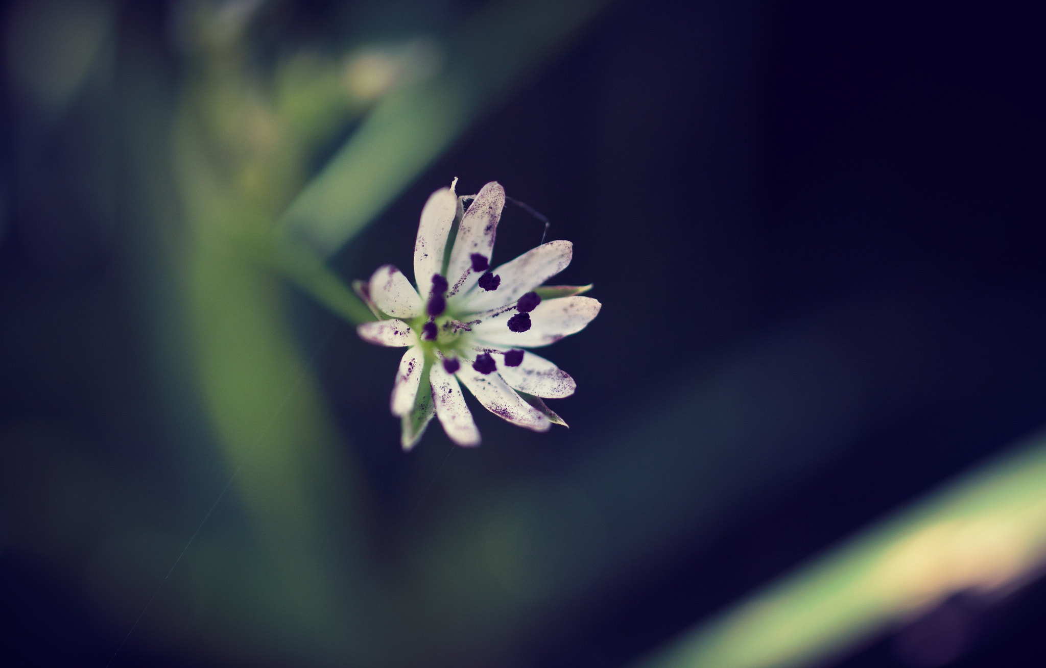Sigma 50mm f/2.8 EX sample photo. Dream of a flower photography