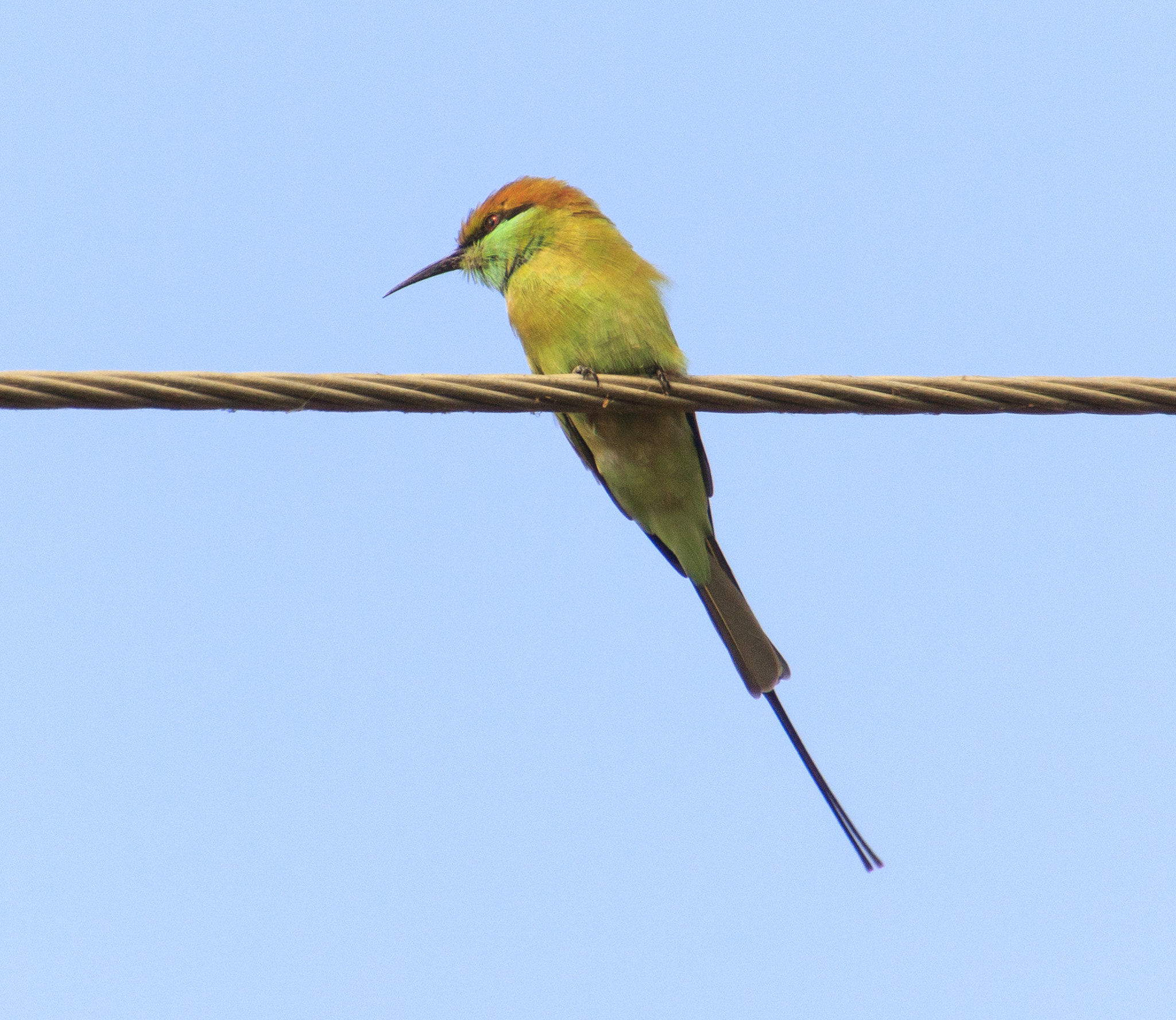 Canon EOS 60D + Tamron 16-300mm F3.5-6.3 Di II VC PZD Macro sample photo. Green bee-eater photography