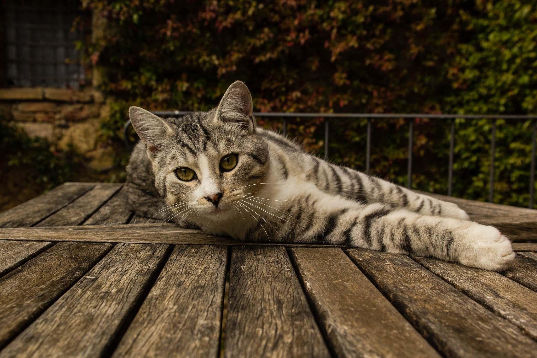 Canon EOS 60D + Sigma 18-50mm F2.8-4.5 DC OS HSM sample photo. Cat photography