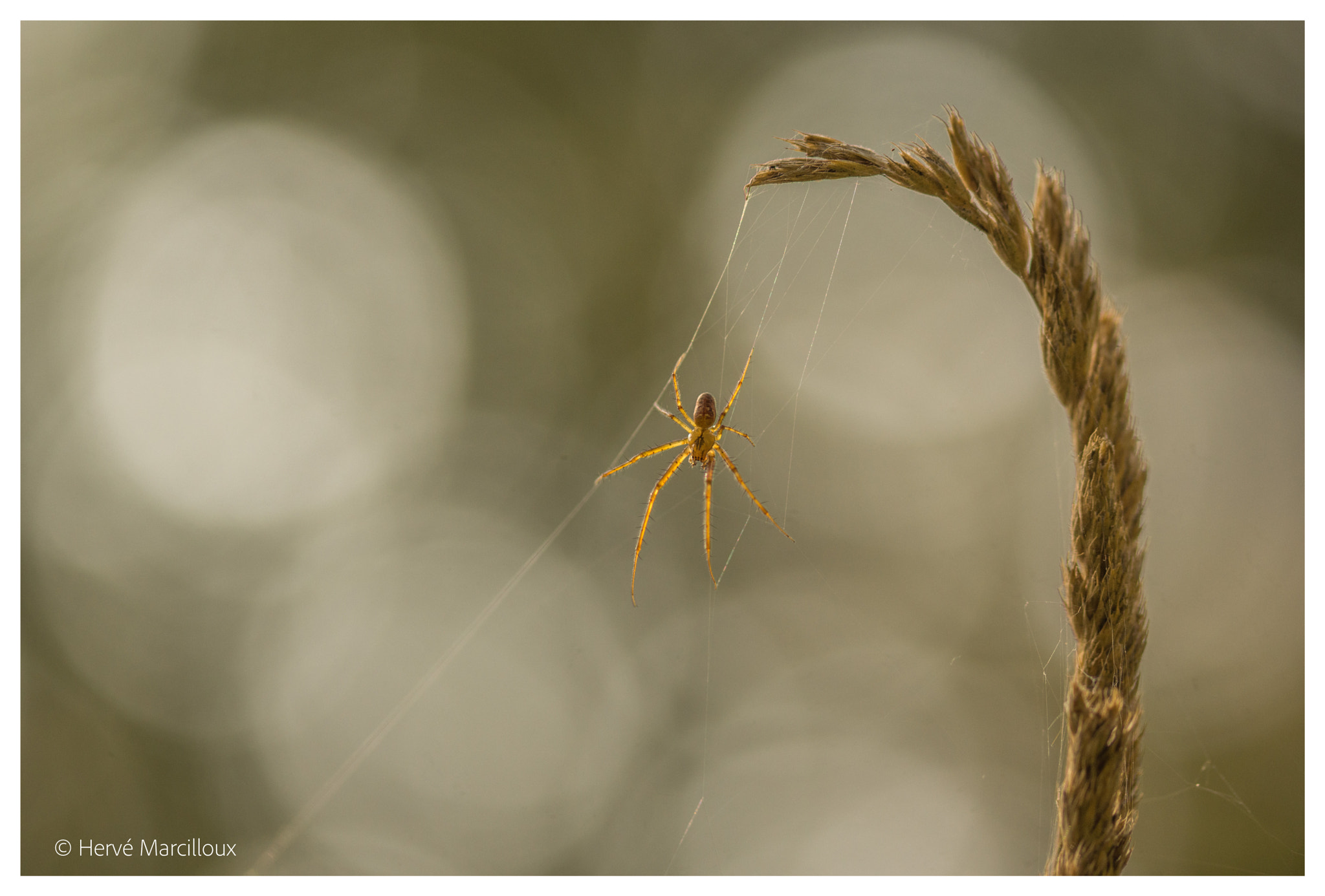 Sony SLT-A77 + 105mm F2.8 sample photo. Testing the limits photography