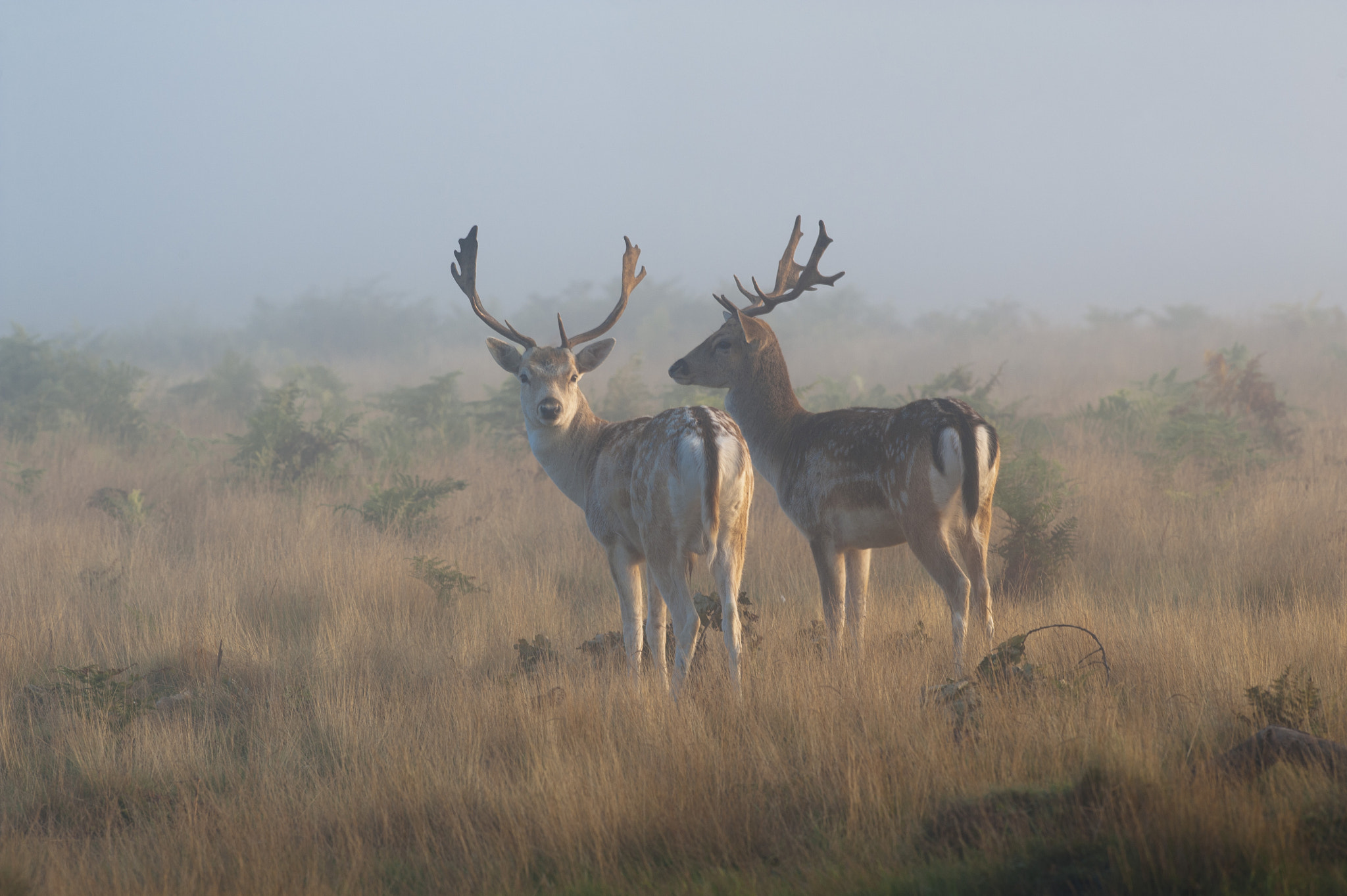 Nikon AF-S Nikkor 300mm F2.8G ED VR II sample photo. Misty mornings photography