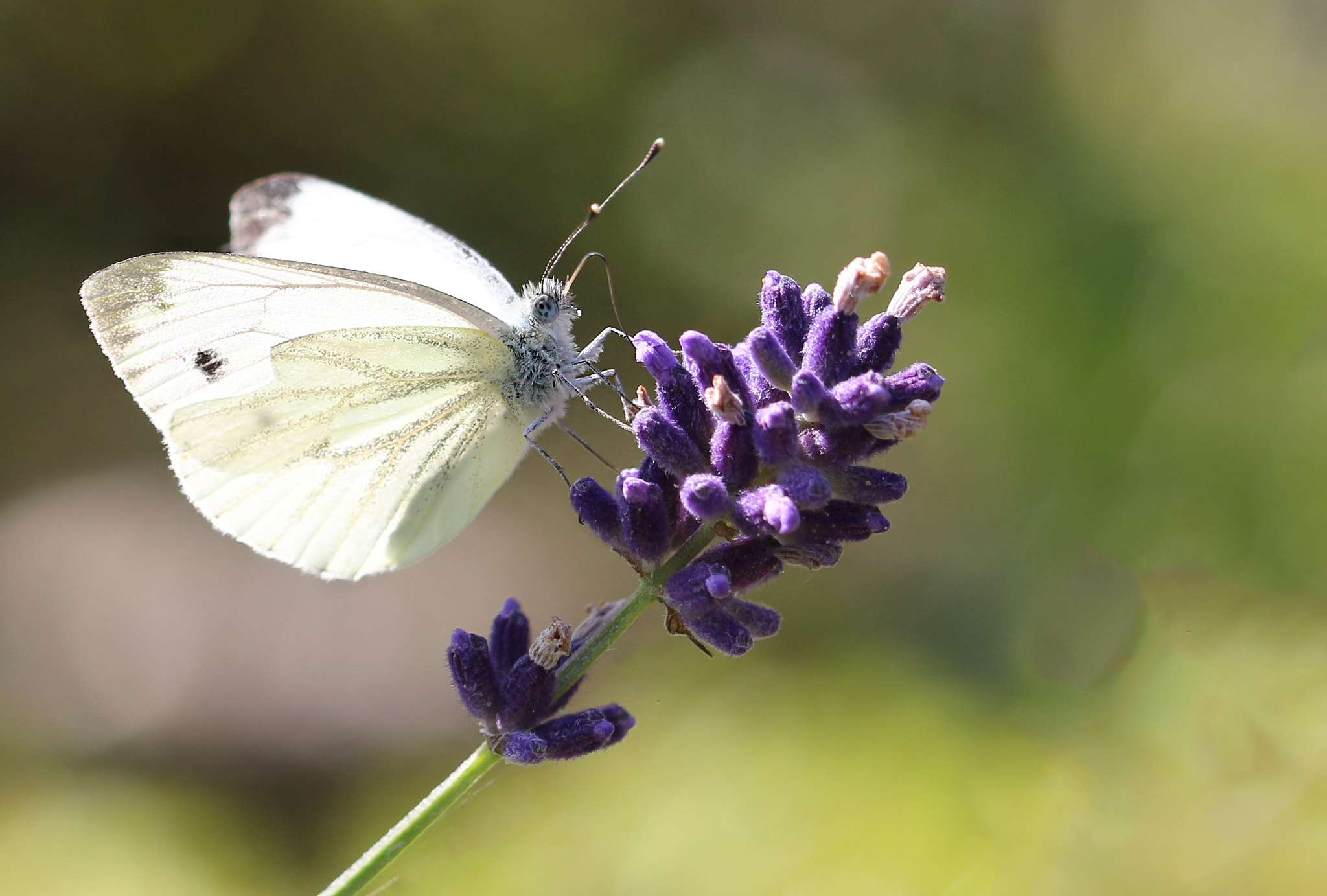 Canon EOS 700D (EOS Rebel T5i / EOS Kiss X7i) + Canon EF 100mm F2.8L Macro IS USM sample photo. Schmetterling auf lavendel photography