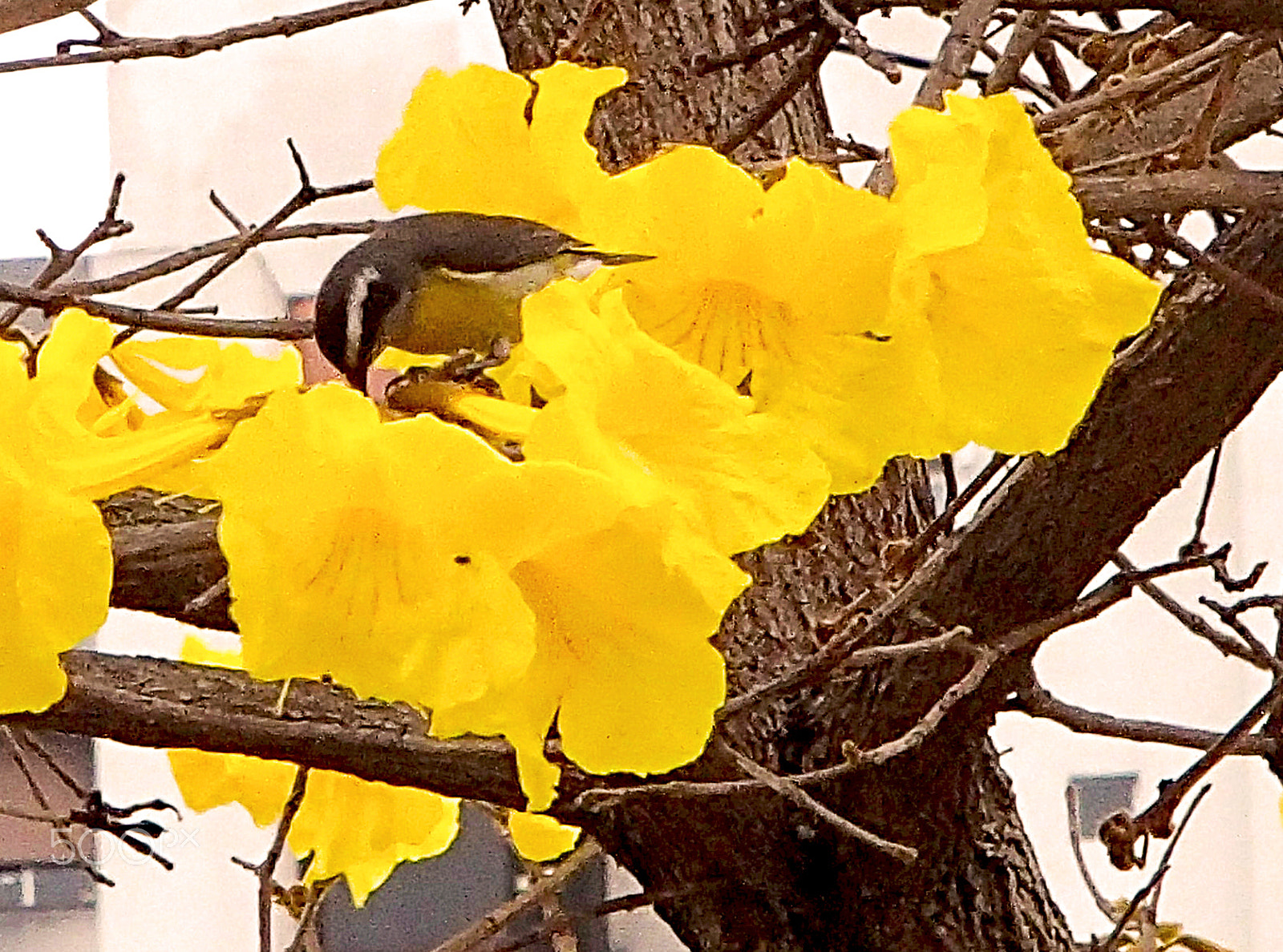 Olympus TG-620 sample photo. Bird and flowers photography