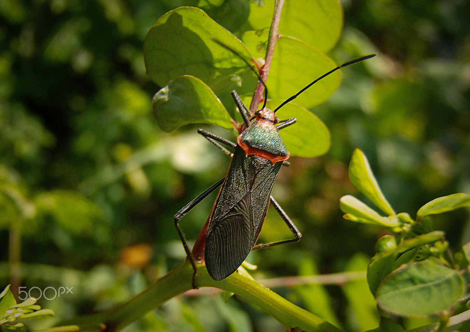 Olympus TG-620 sample photo. Bug photography