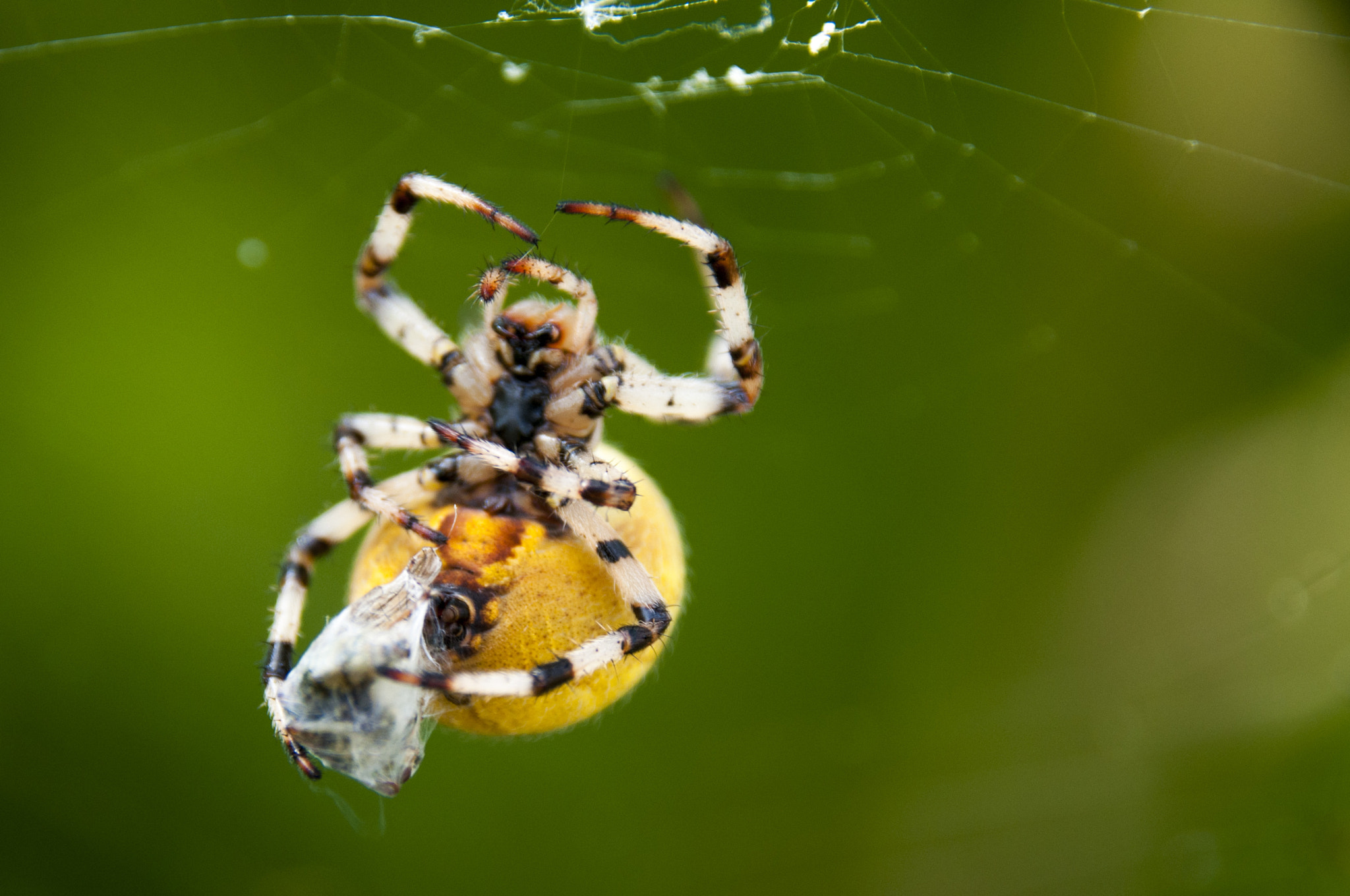 Sigma 18-250mm F3.5-6.3 DC Macro OS HSM sample photo. Eating spider photography