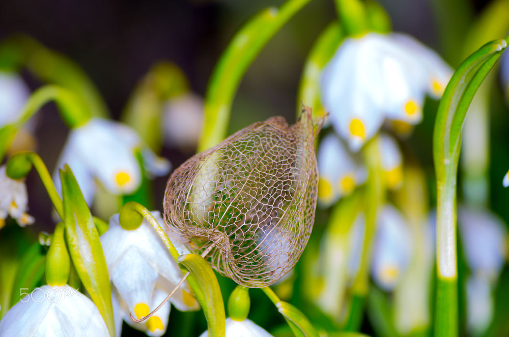 Pentax smc DA 50-200mm F4-5.6 ED WR sample photo. Flower photography