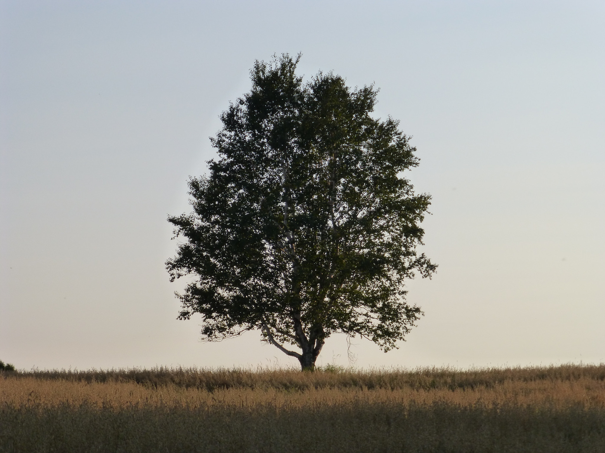 Panasonic DMC-ZS19 sample photo. Lone standing tree photography