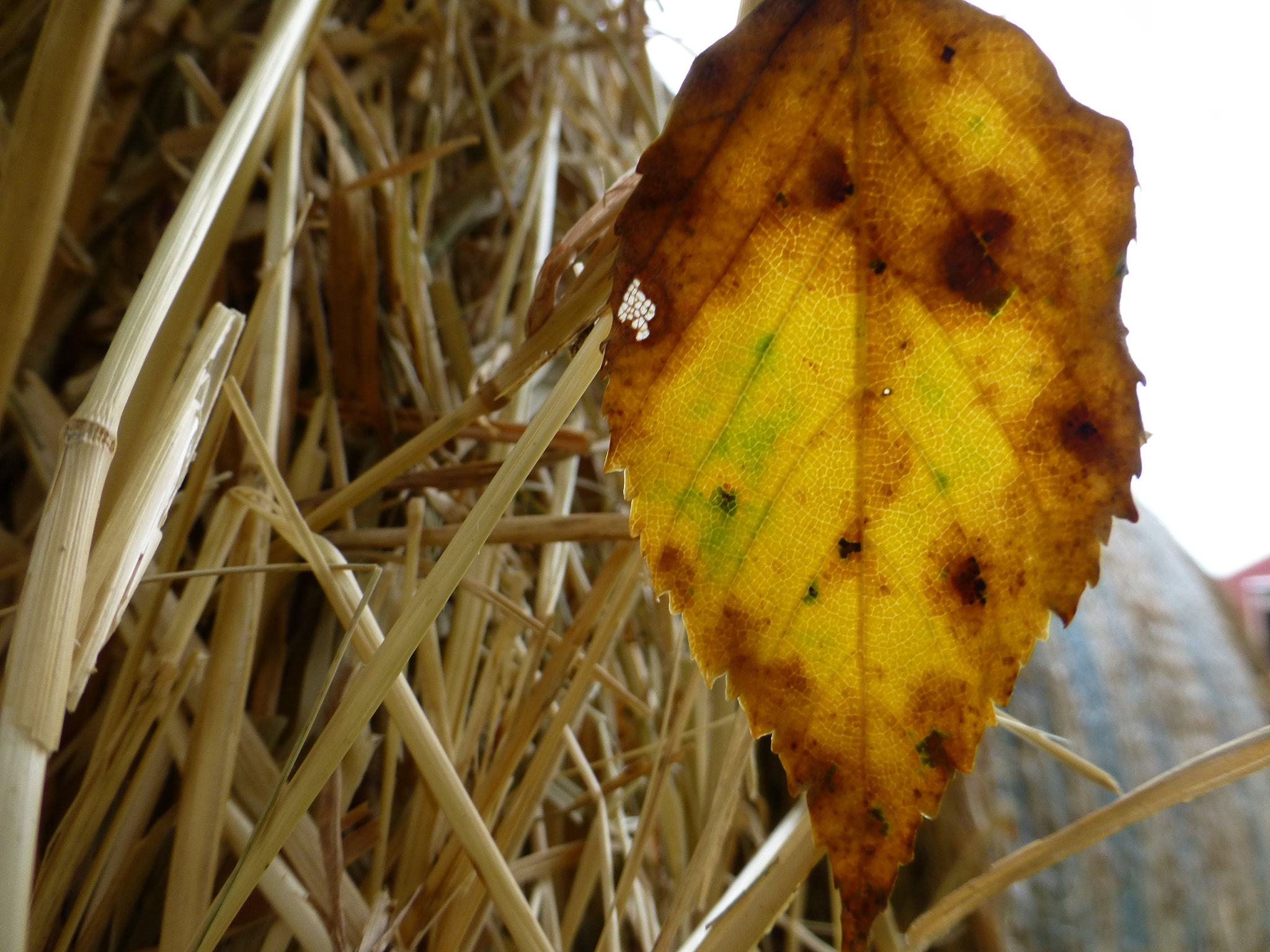 Panasonic DMC-ZS19 sample photo. Colors of fall photography