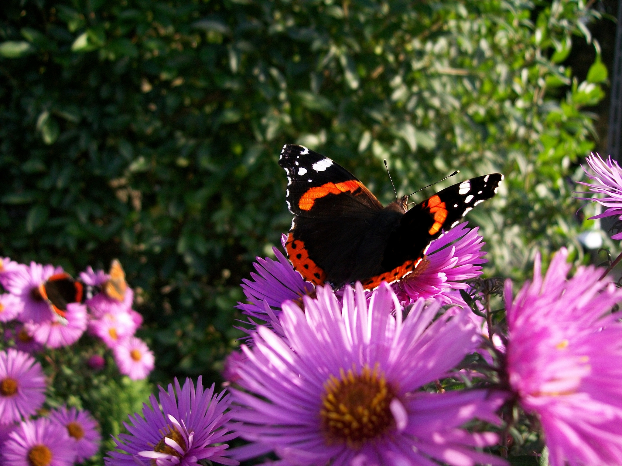 Kodak EASYSHARE C140 DIGITAL CAMERA sample photo. Butterfly and pink flowers photography