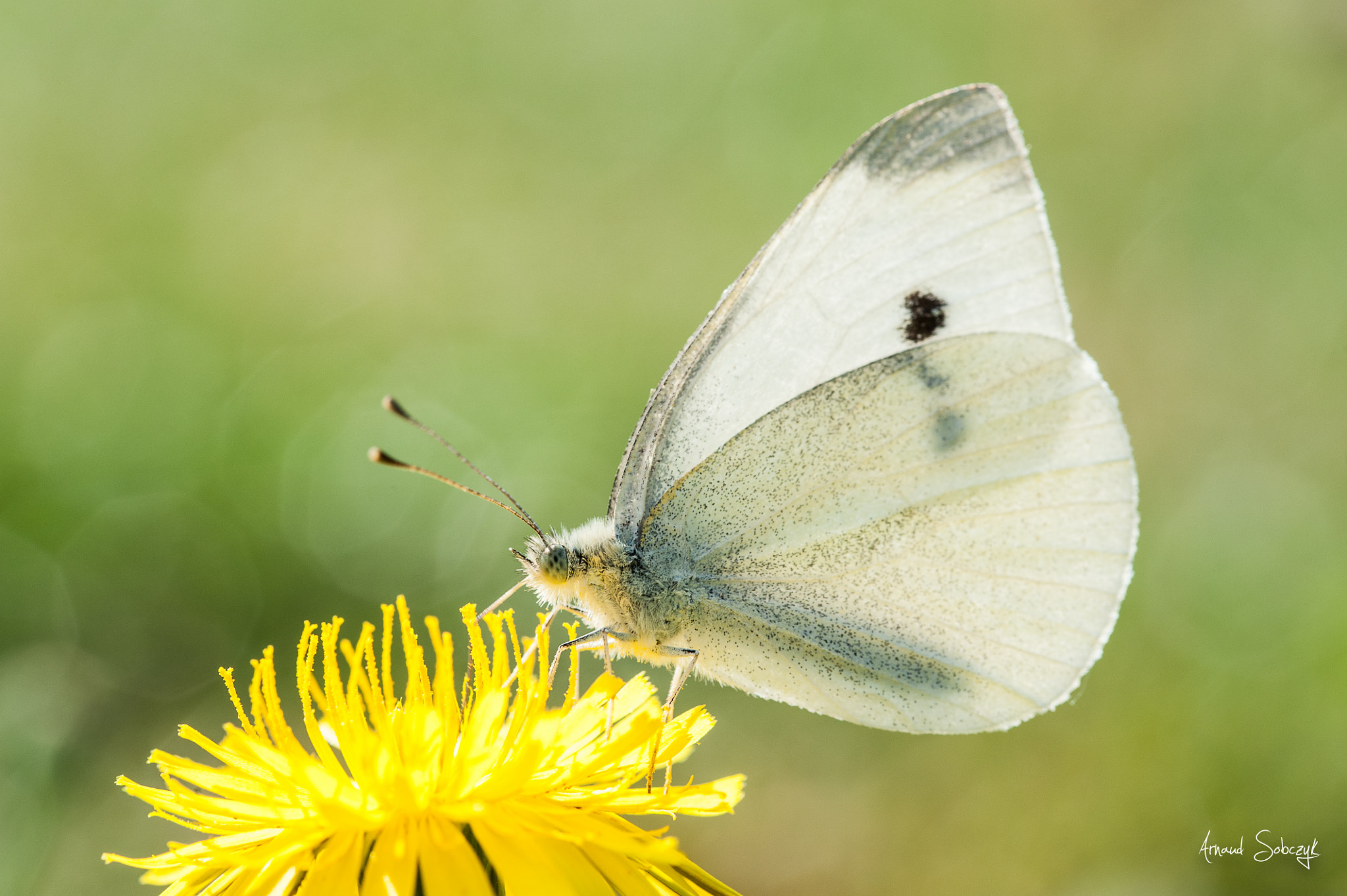 Nikon D700 + Sigma 105mm F2.8 EX DG OS HSM sample photo. White butterfly photography