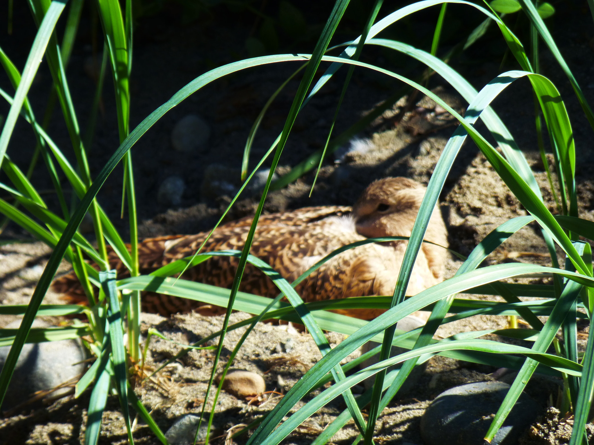 Panasonic DMC-ZS19 sample photo. Hidden sand bird photography