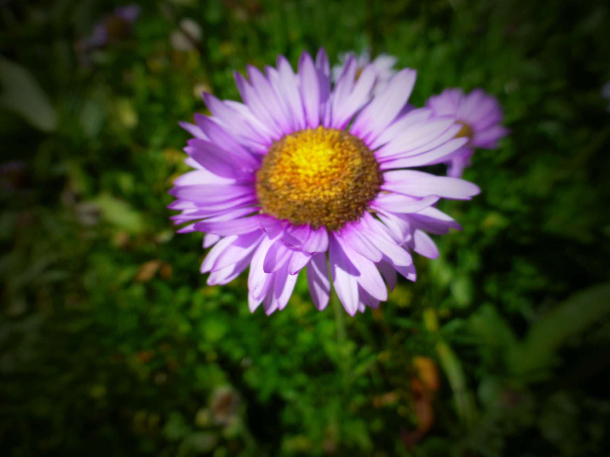 Panasonic DMC-ZS19 sample photo. Purple mountain flower photography