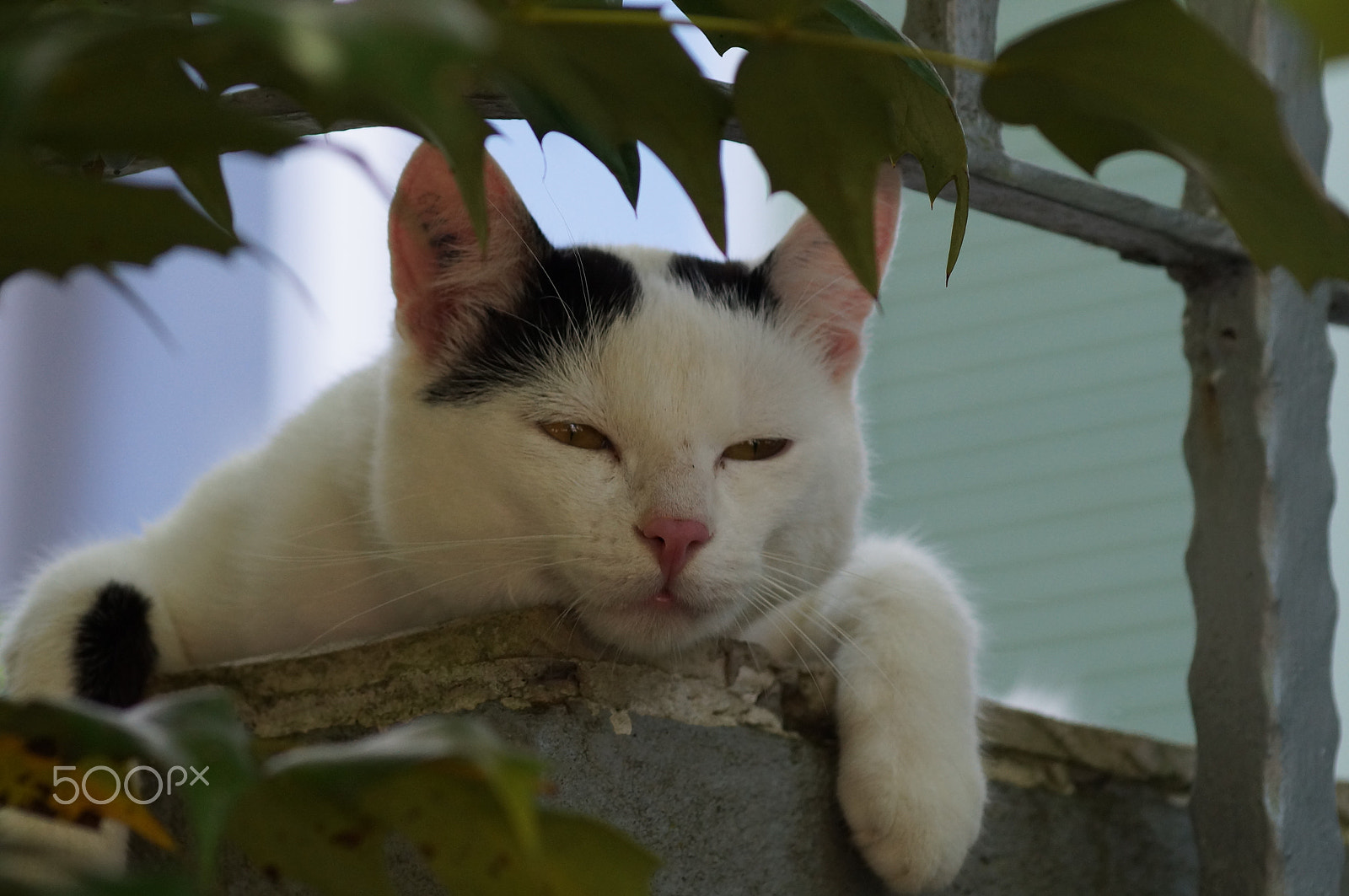 Sony 75-300mm F4.5-5.6 sample photo. A shady place photography