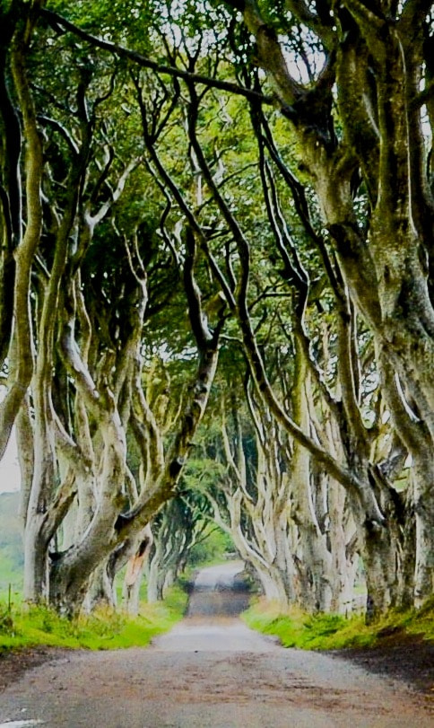 Sigma 10-20mm F4-5.6 EX DC HSM sample photo. Dark hedges - game of thrones set photography