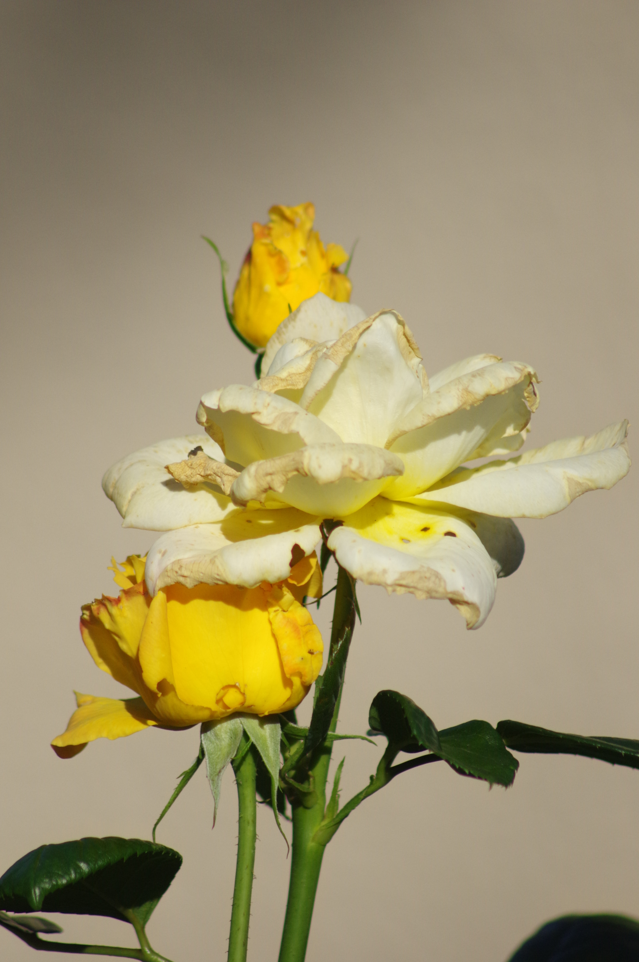 Tamron AF 70-300mm F4-5.6 Di LD Macro sample photo. Old and new photography