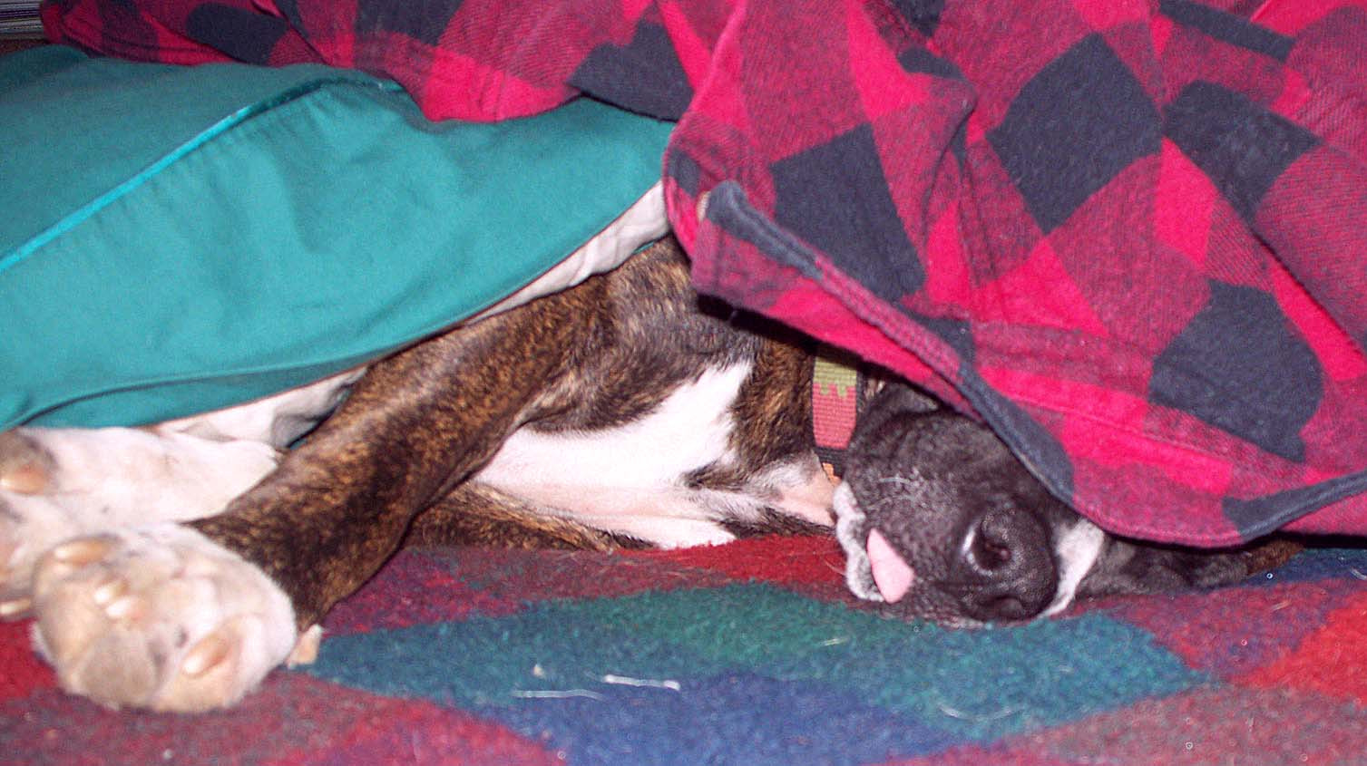 Kodak Z1275 ZOOM DIGITAL CAMERA sample photo. Choco to sleep and to dream photography